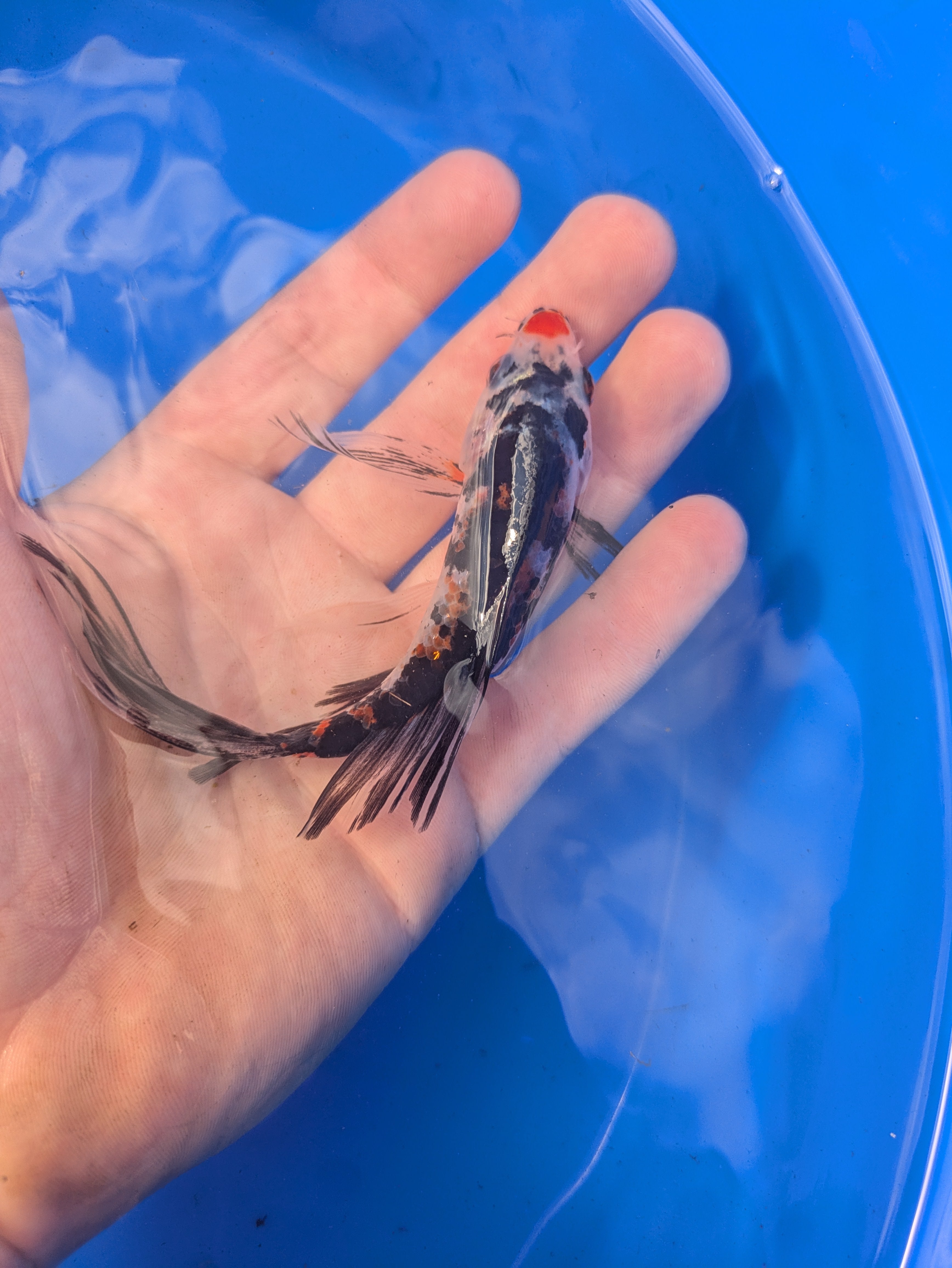 5"-6" Beginner Grade Koi Fish