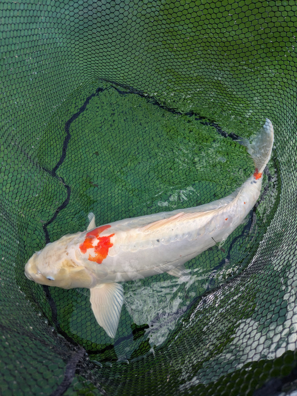 26" Jumbo Koi Fish