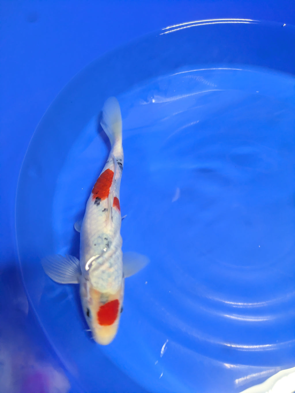 10" Premium Tancho Sanke Koi fish