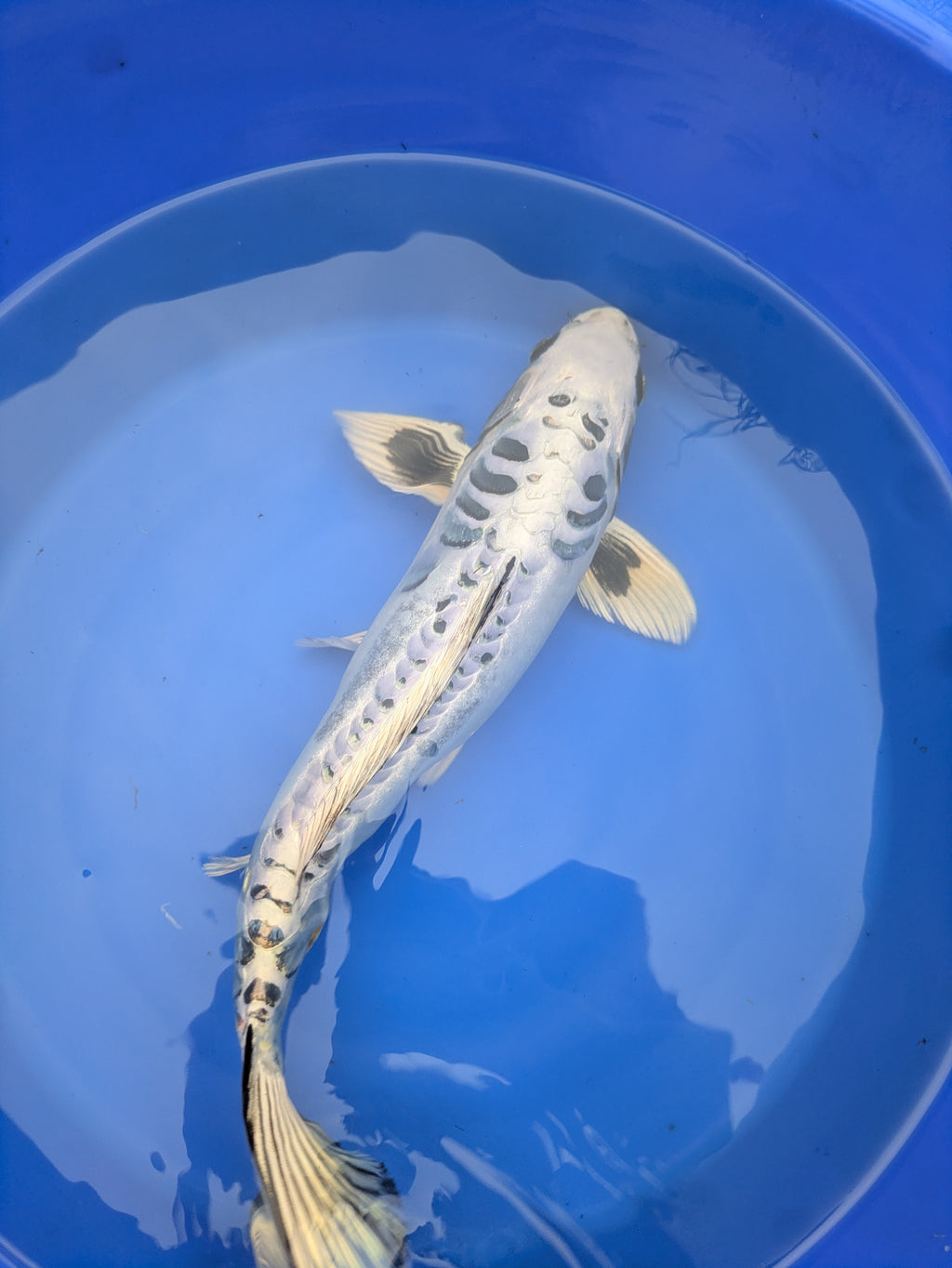 14-16" Imported Koi Fish