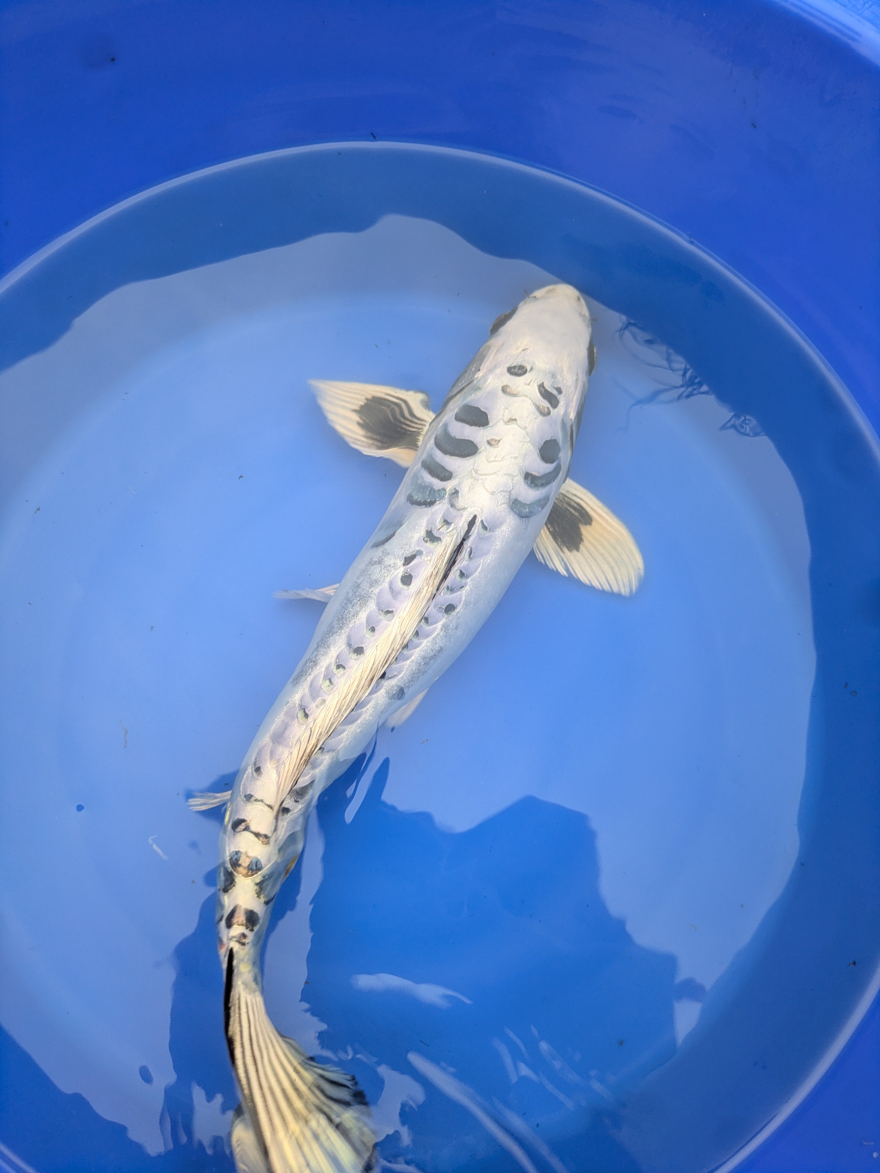 14-16" Imported Koi Fish