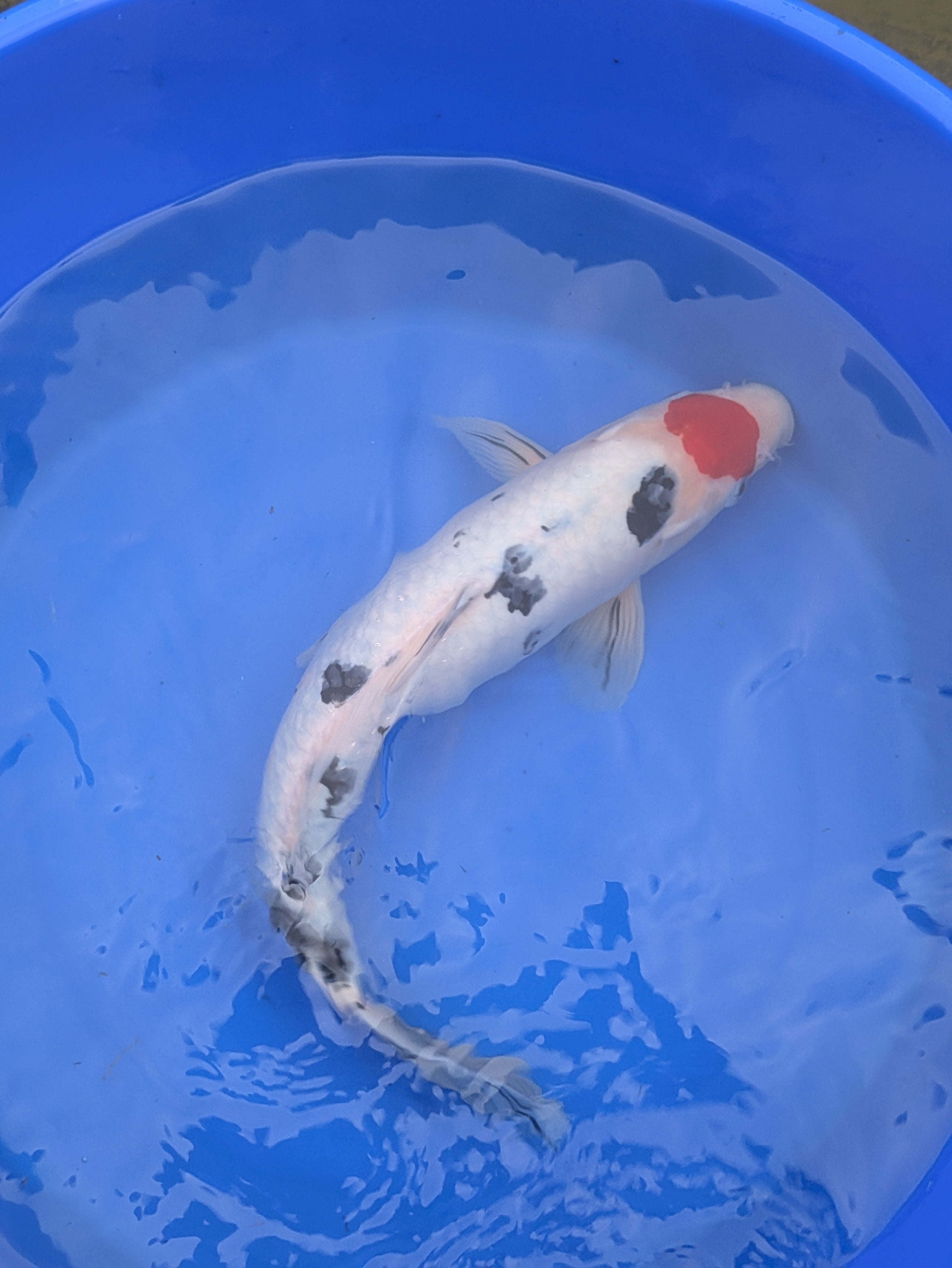 14-16" Imported Tancho Sanke Koi Fish