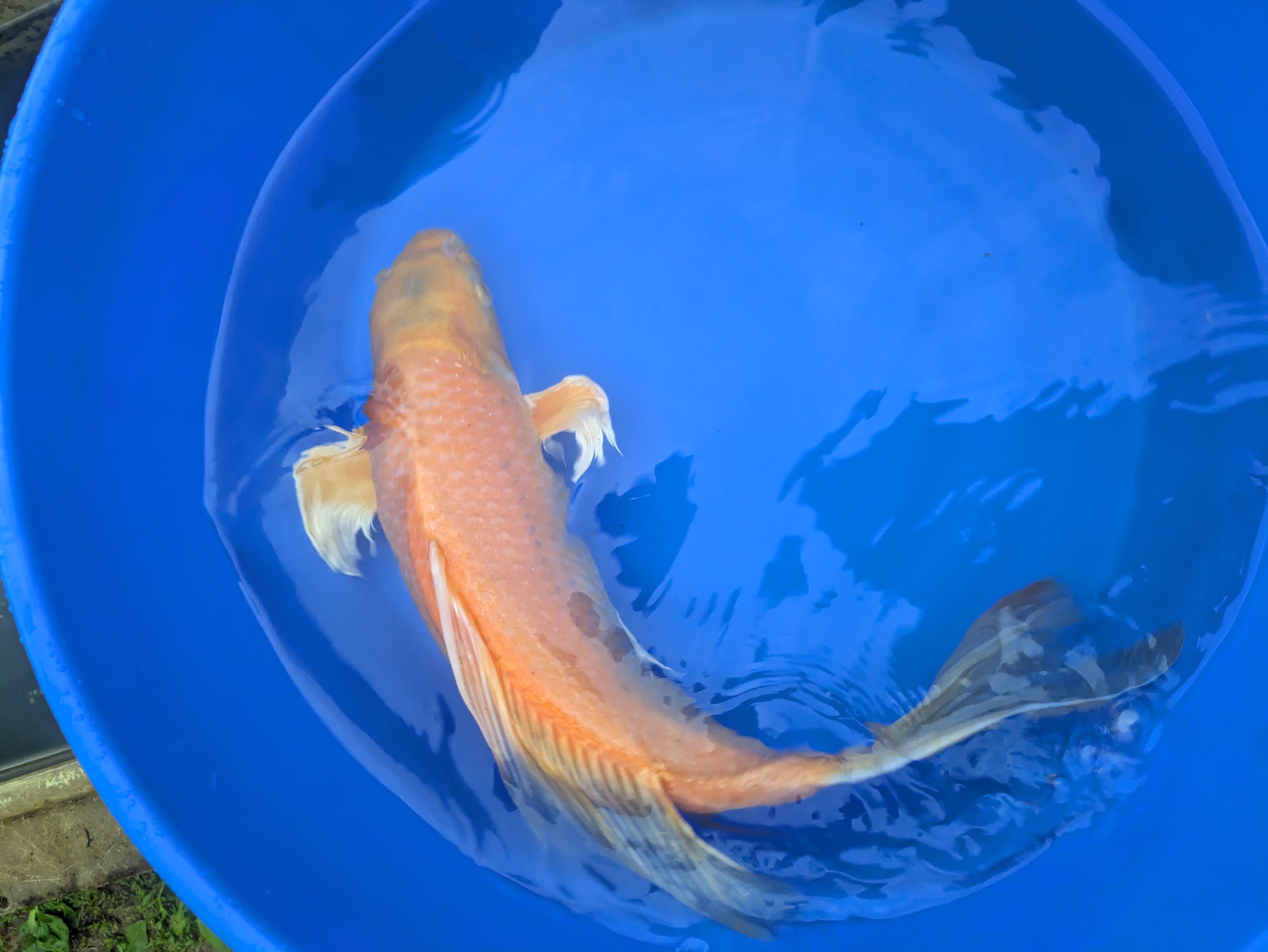 18" Butterfly Koi fish