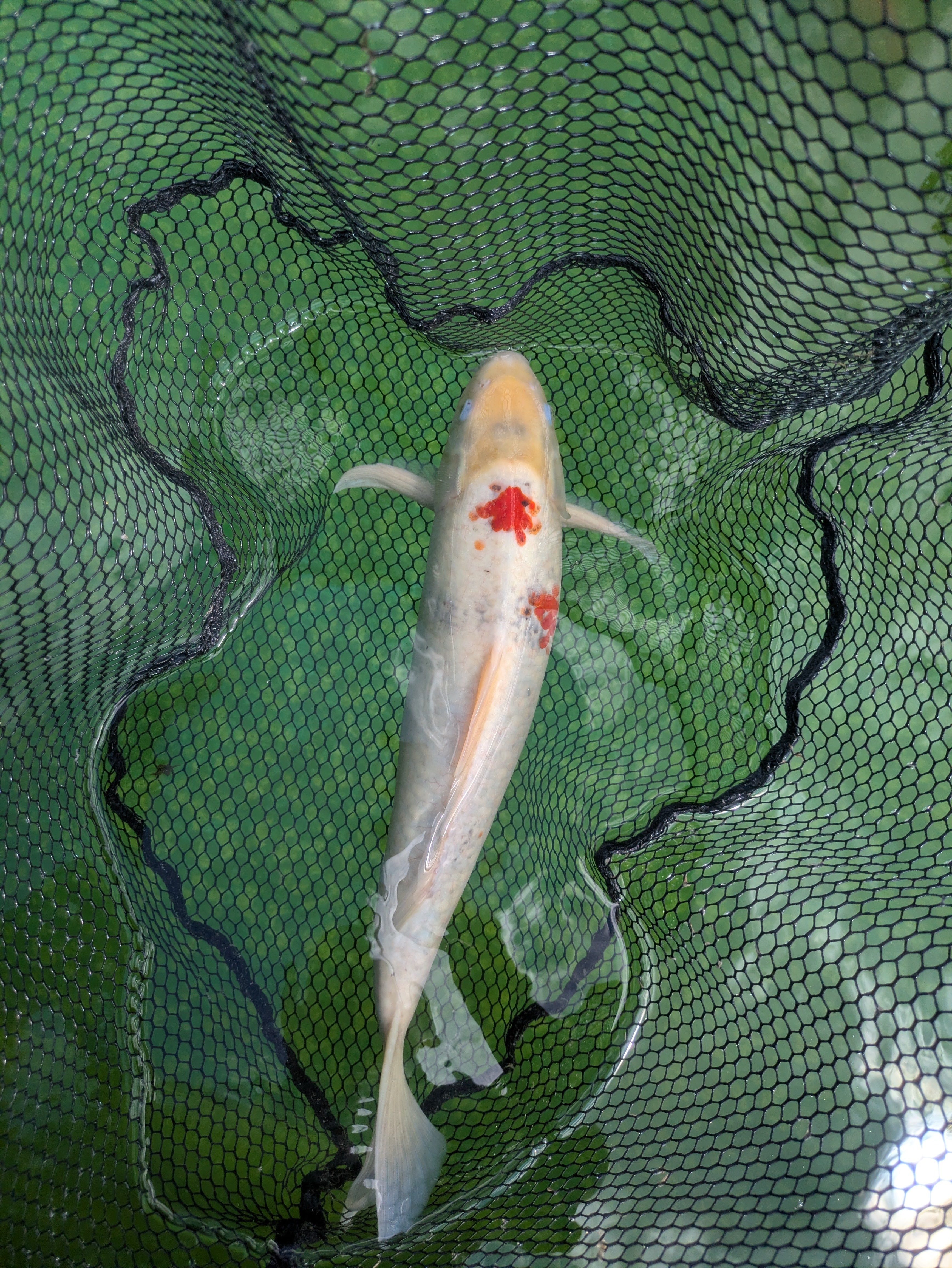 22" Jumbo Sanke Koi Fish