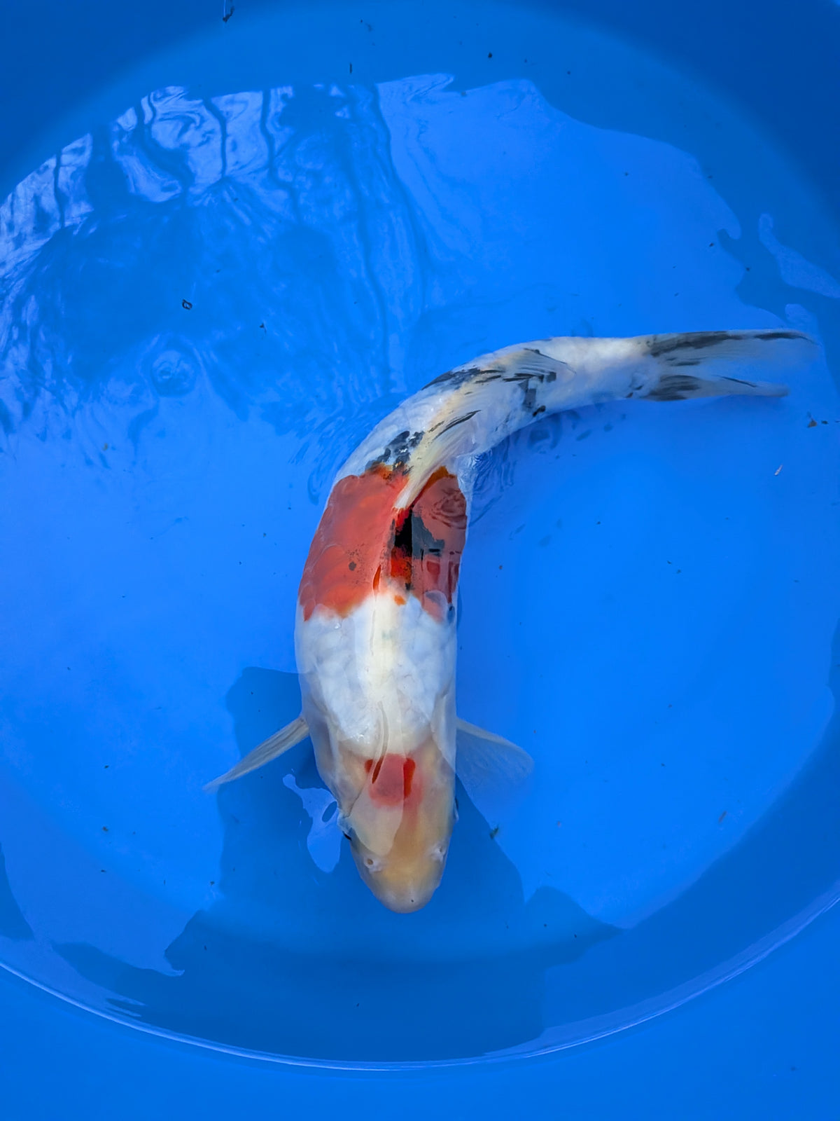 11" High Quality American Doitsui Sanke Koi Fish