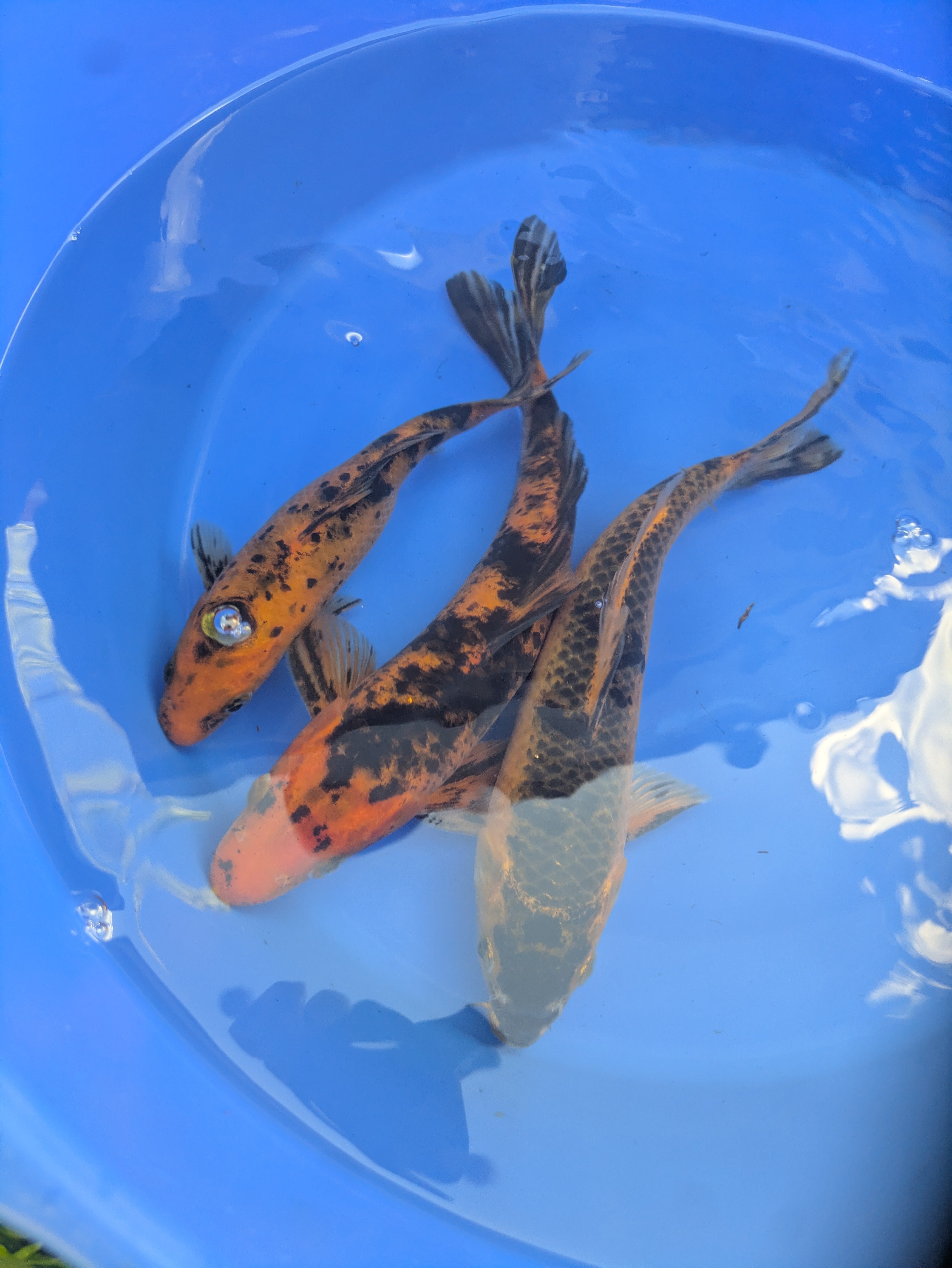8"-10" Beginner Grade Koi Fish