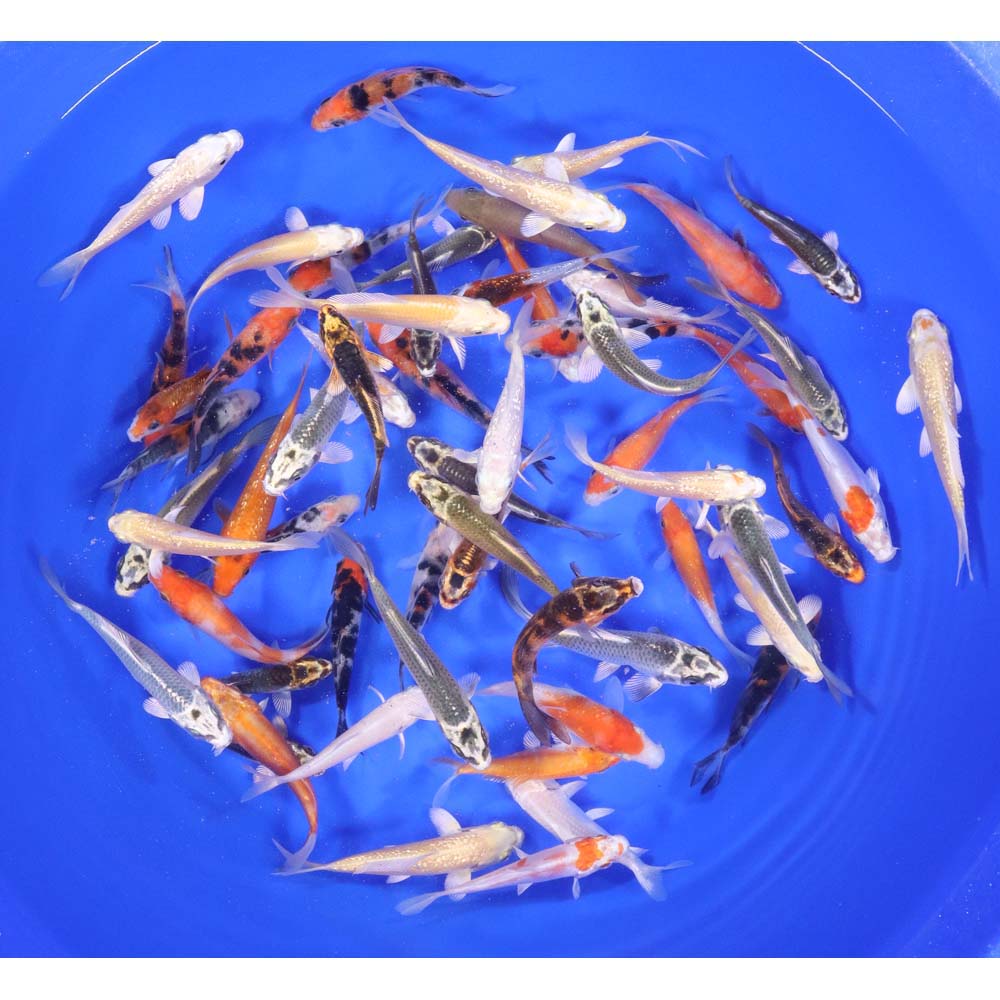 50 Imported Standard Grade 3"-4" Koi Fish Available by Shipping Only