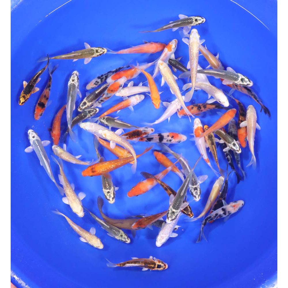 50 Imported Standard Grade 3"-4" Koi Fish Available by Shipping Only