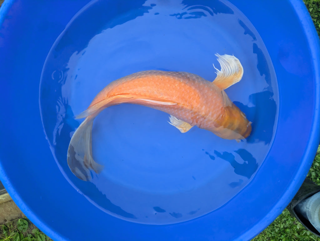 18" Butterfly Koi fish