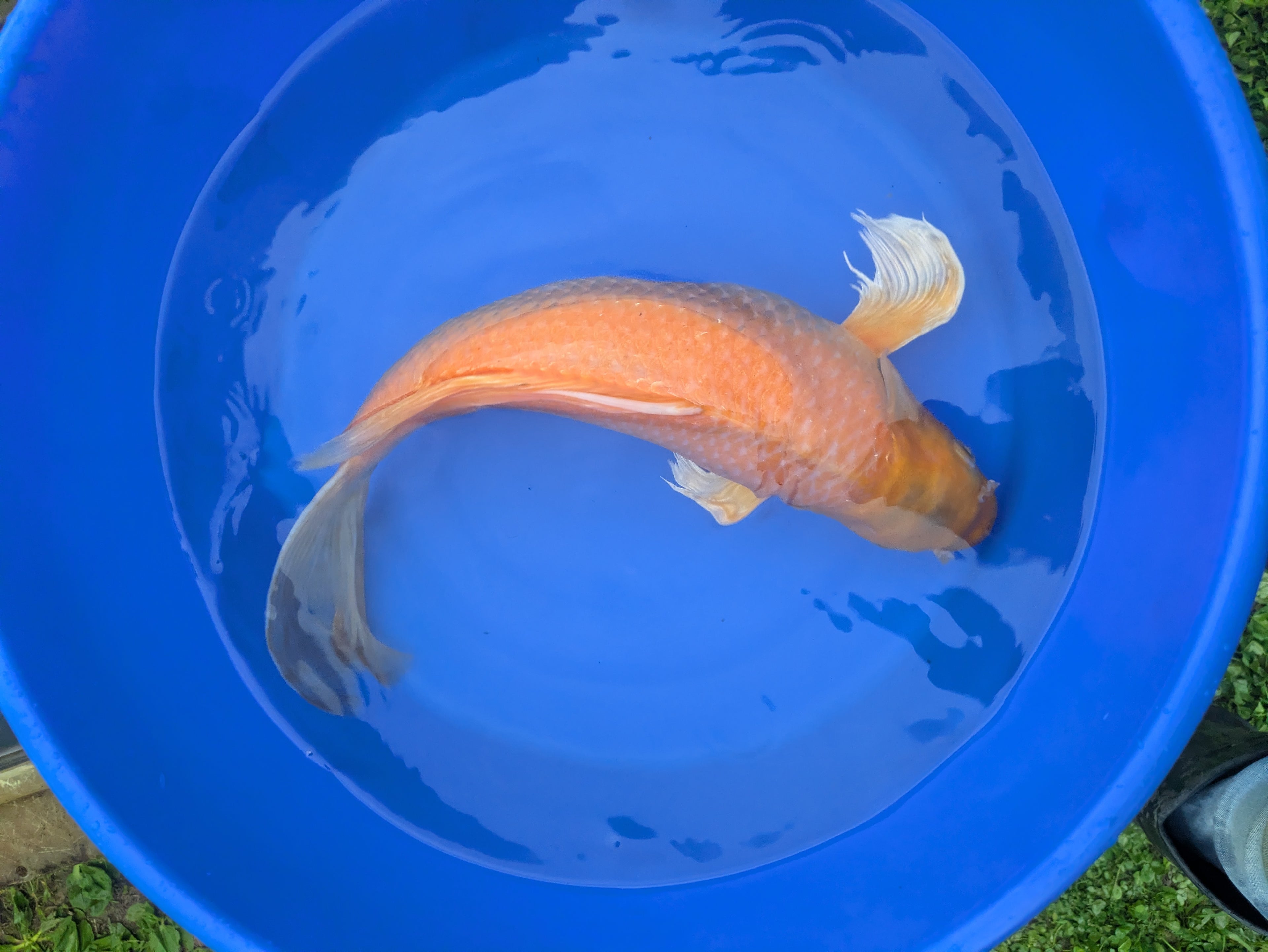 18" Butterfly Koi fish
