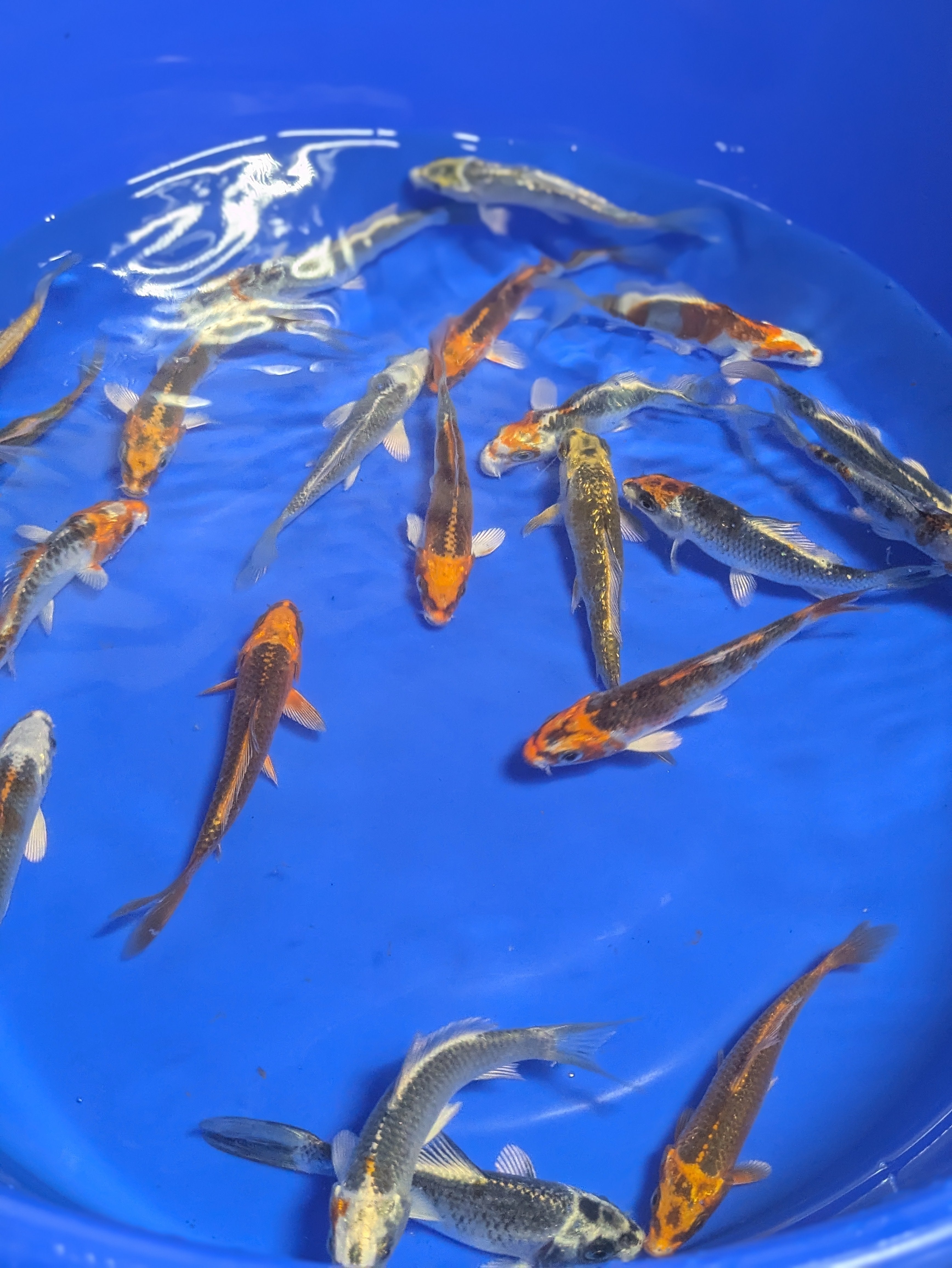 4-5" Imported Skeleton Koi Fish