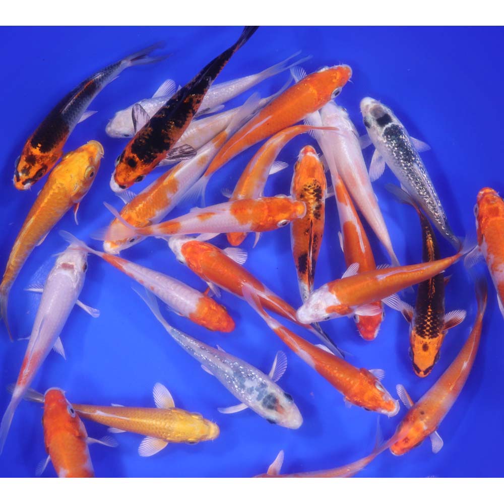 Lot of 18, 5-6" Imported Hikari Koi Fish
