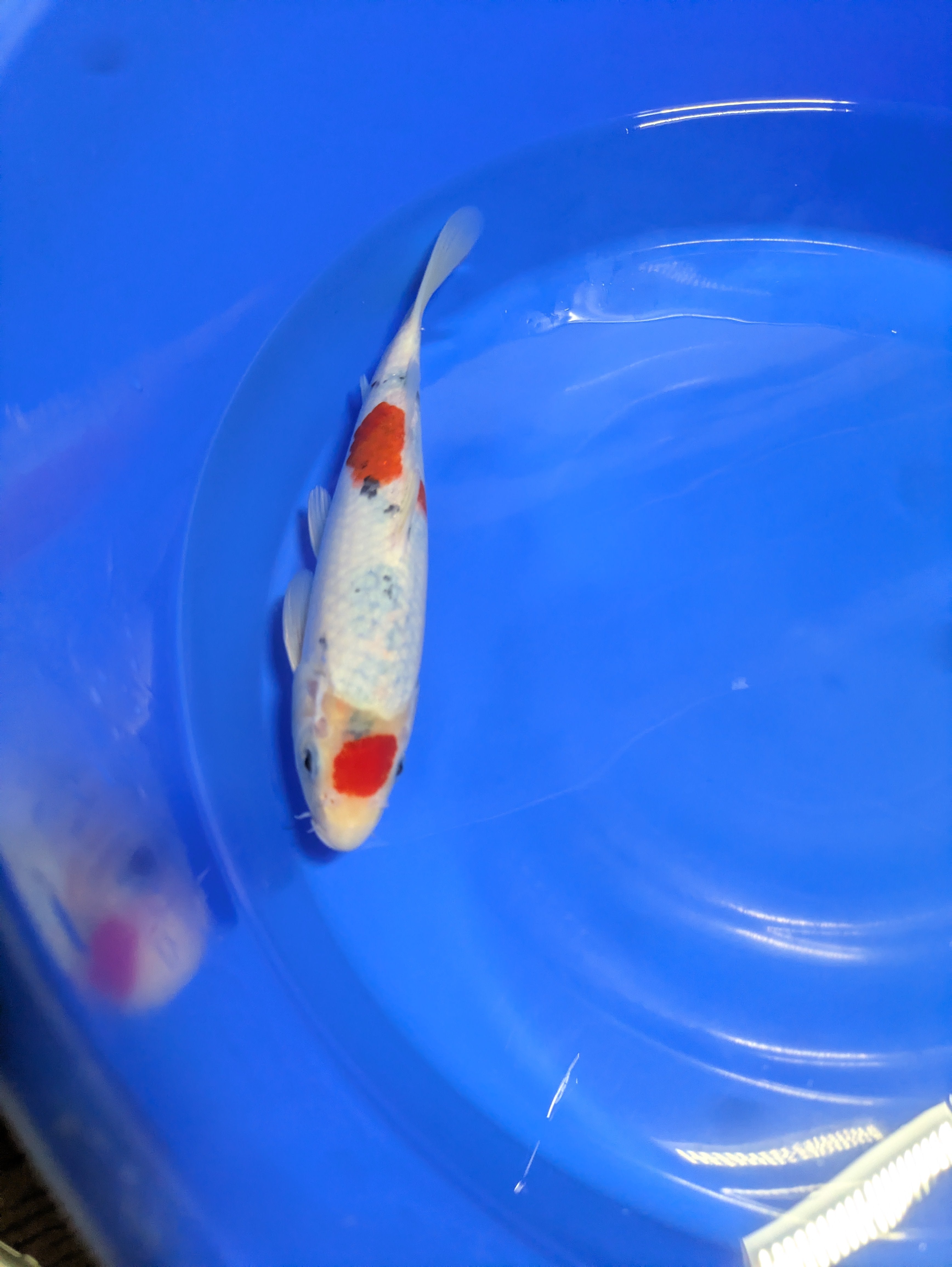 10" Premium Tancho Sanke Koi fish