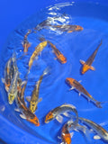 4-5" Imported Skeleton Koi Fish