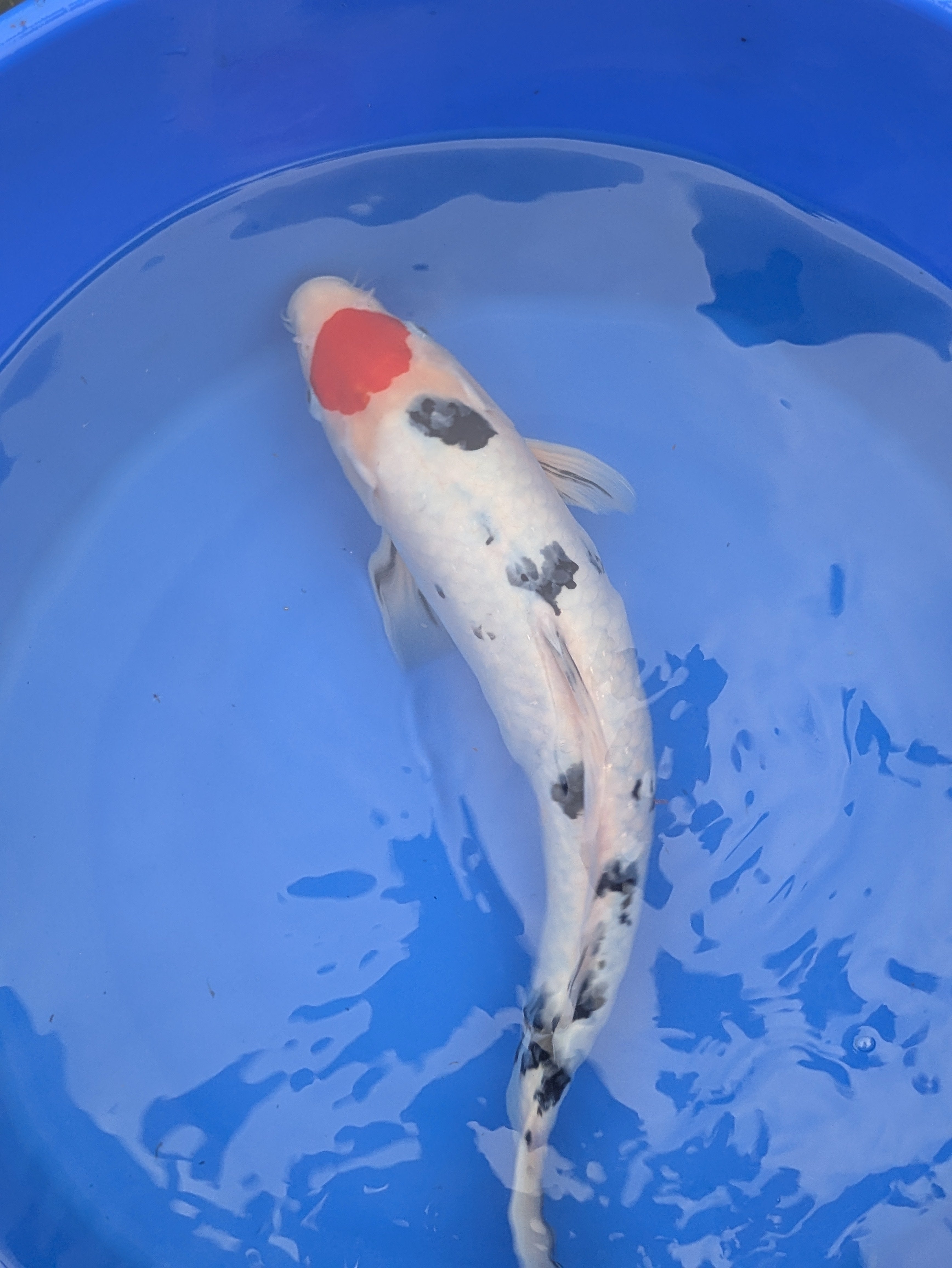14-16" Imported Tancho Sanke Koi Fish