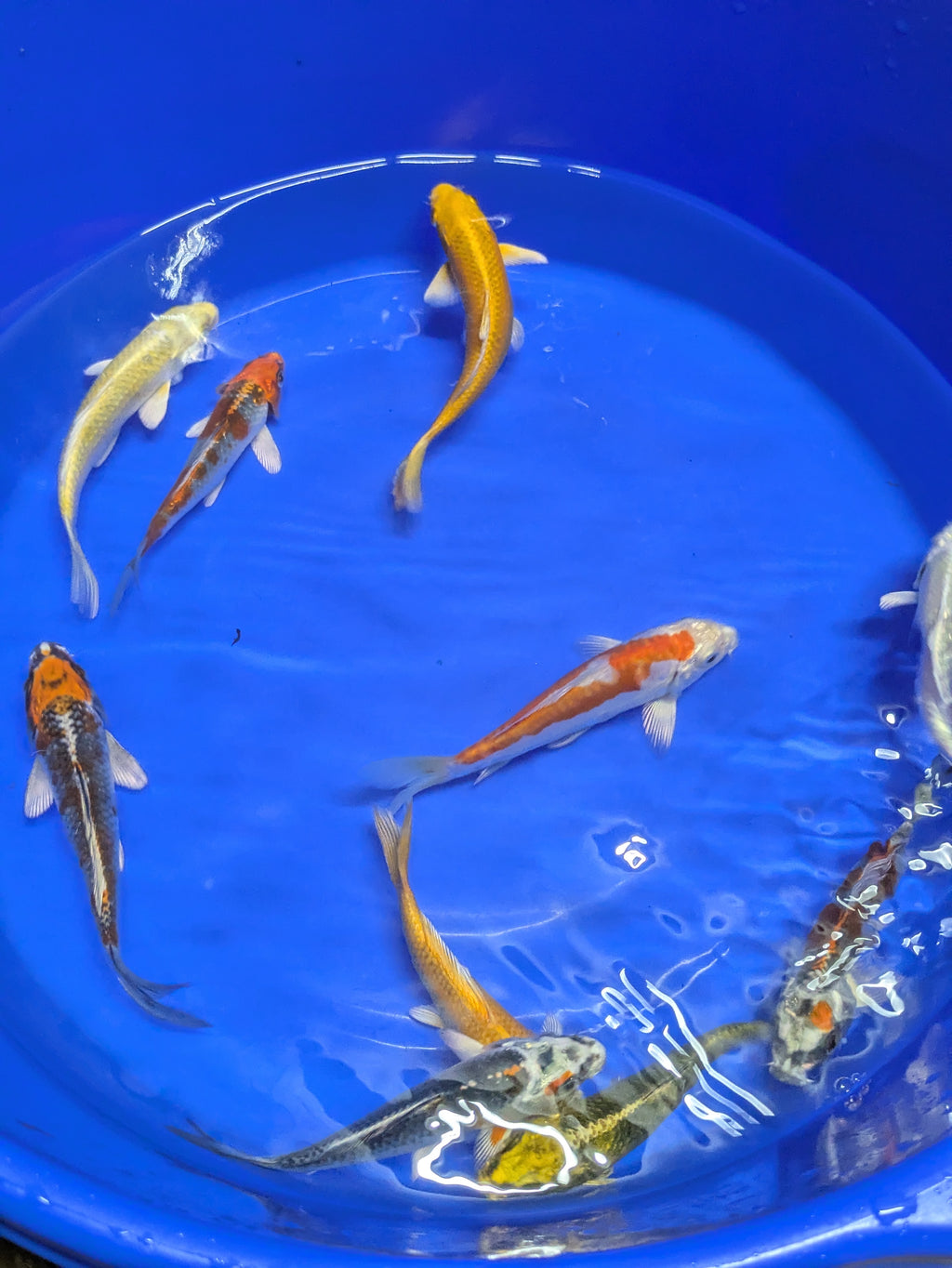 5"-6" Imported Hikari Koi fish