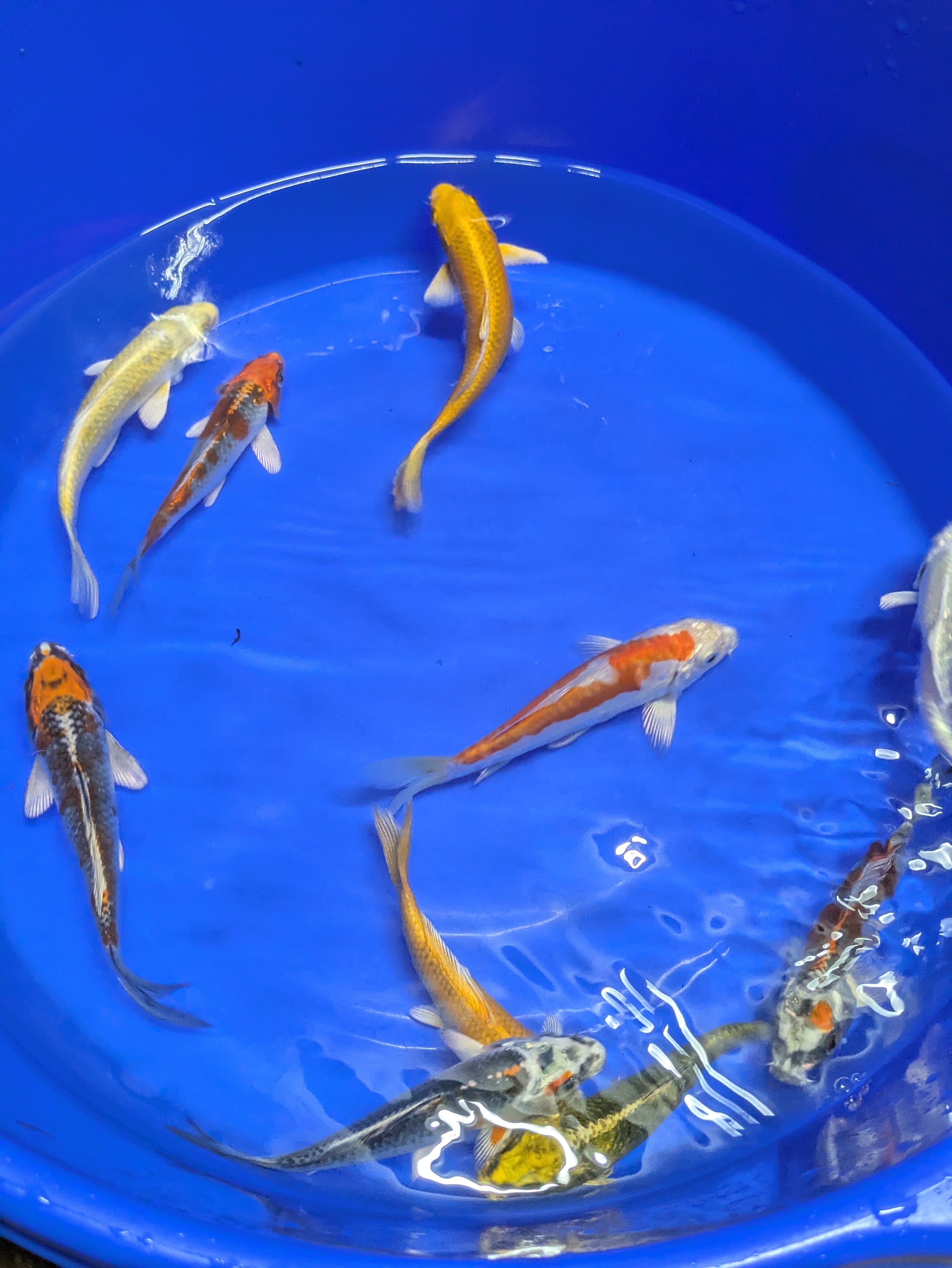 5"-6" Imported Hikari Koi fish