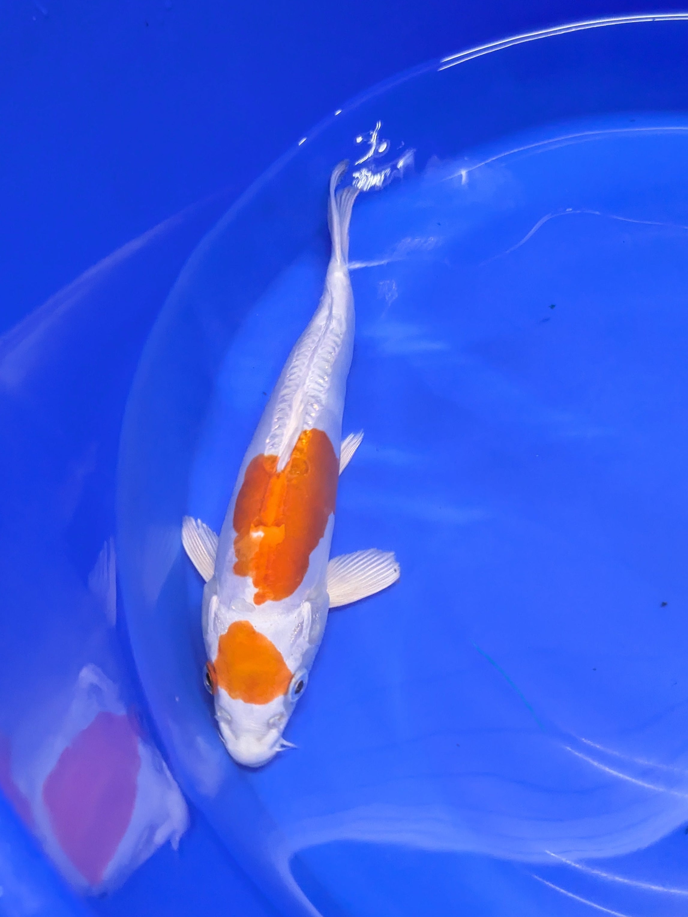 8-10" Koi Fish, High quality imported Doitsui tancho Koi fish!