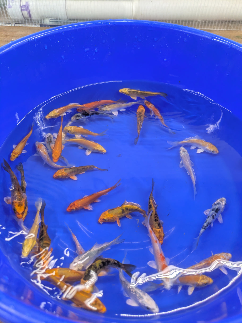 3-4" Imported Hikari Koi Fish
