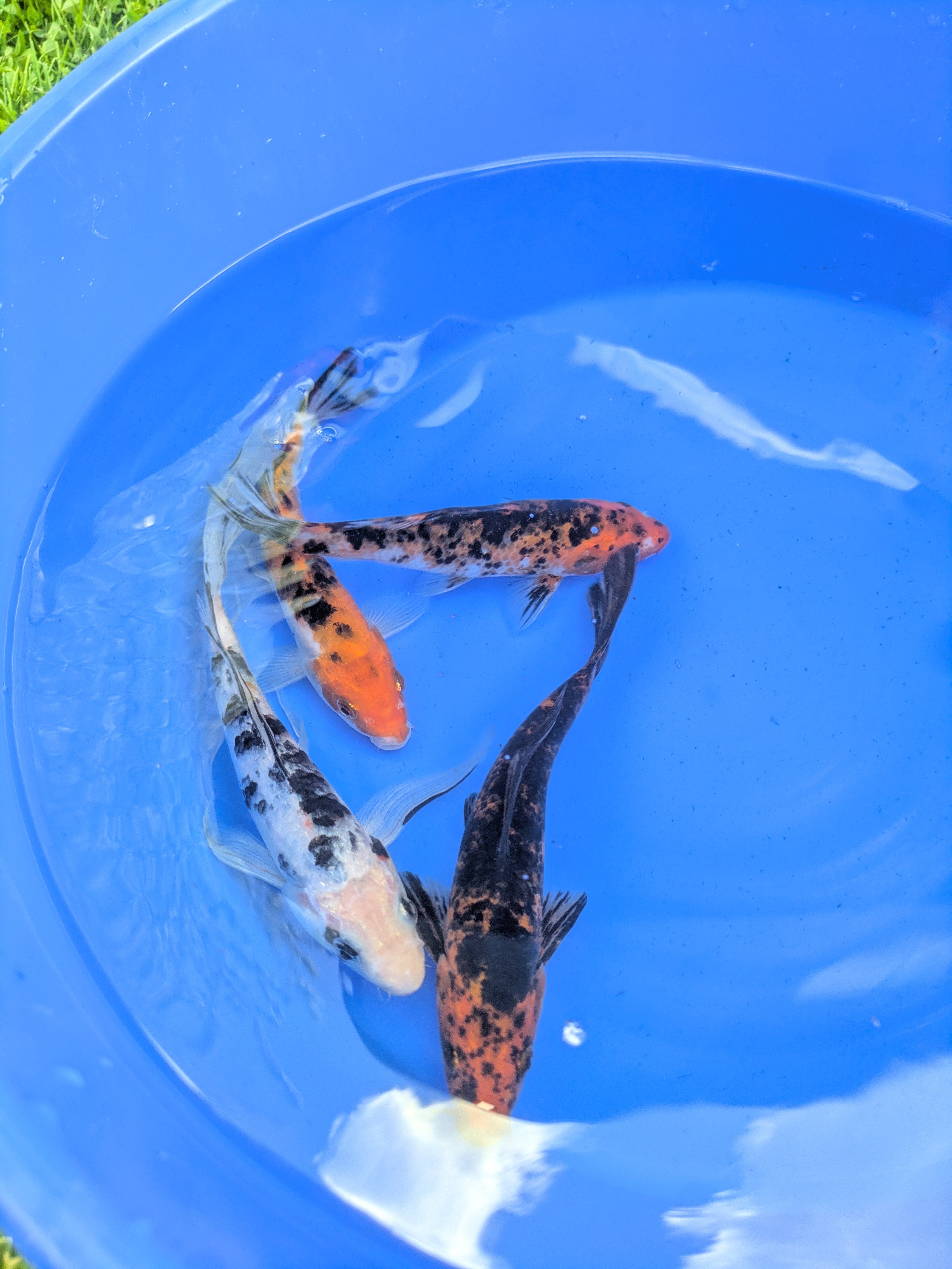 6"-8" Beginner Grade Koi Fish