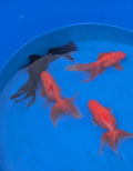 Medium Fantail Goldfish
