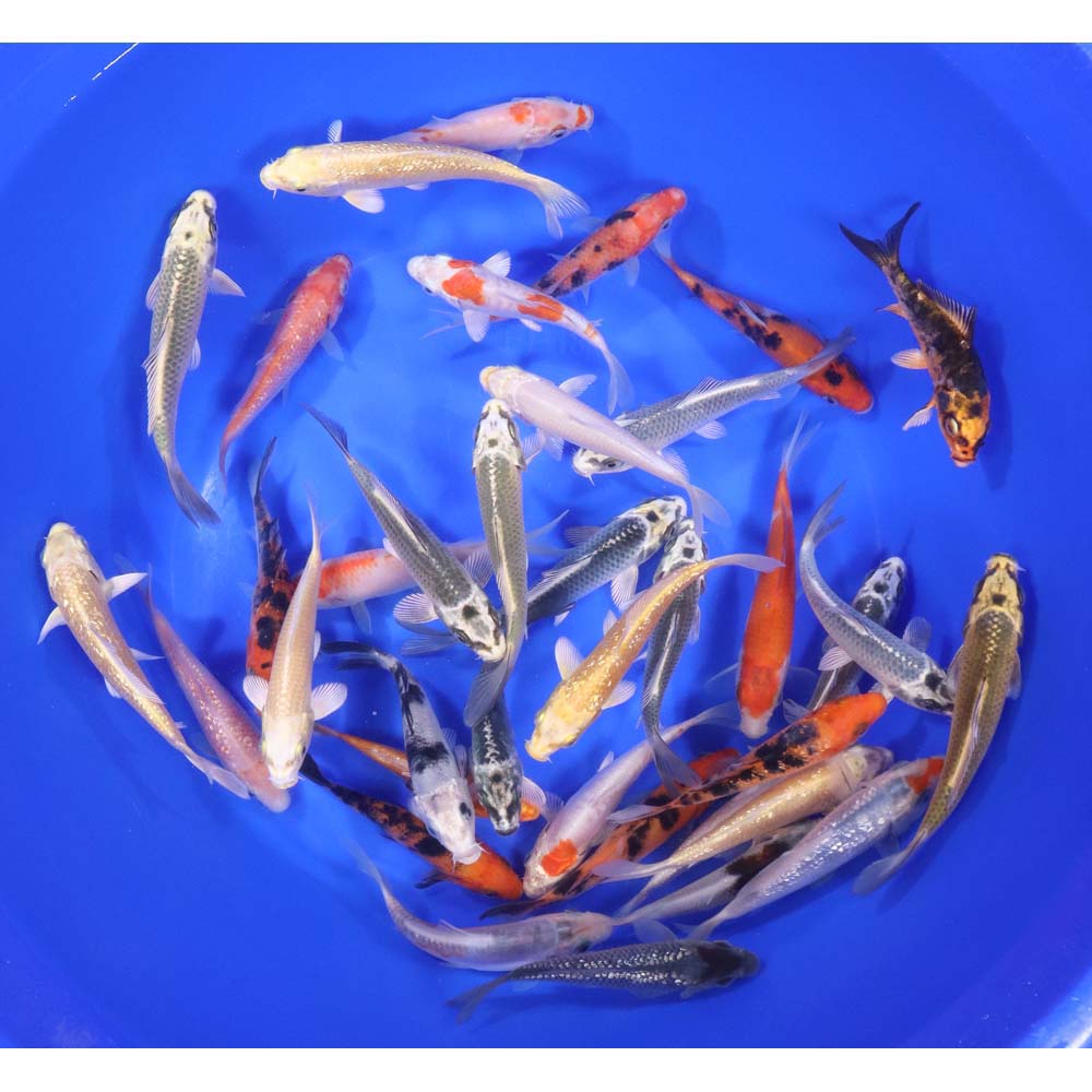 Lot of 30 Imported Standard Grade 4-5" Koi Fish. Available by shipping only!