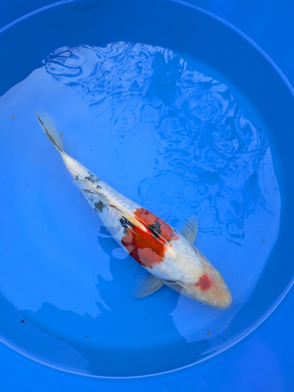 11" High Quality American Doitsui Sanke Koi Fish