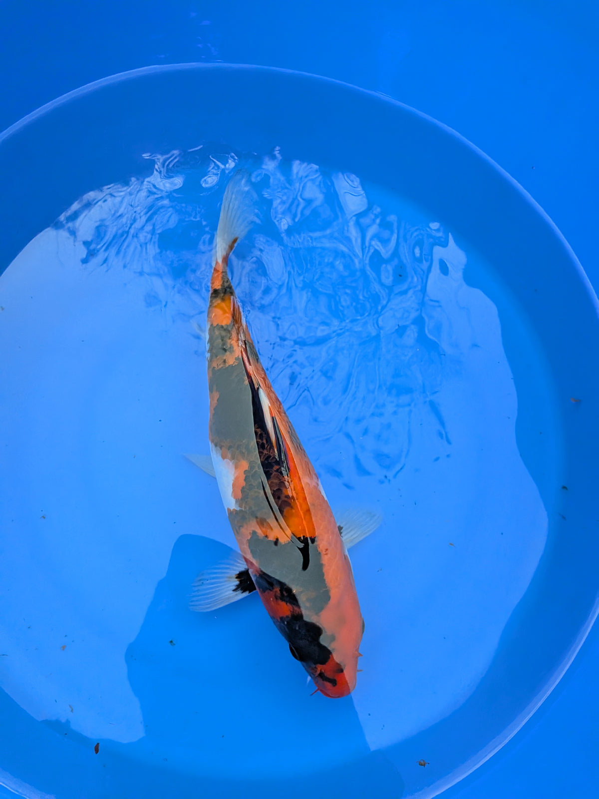 11" American Showa Koi Fish