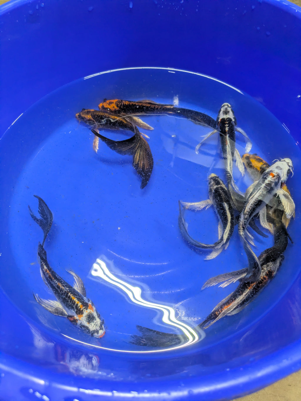 7-8" Imported Skeleton Butterfly Koi Fish