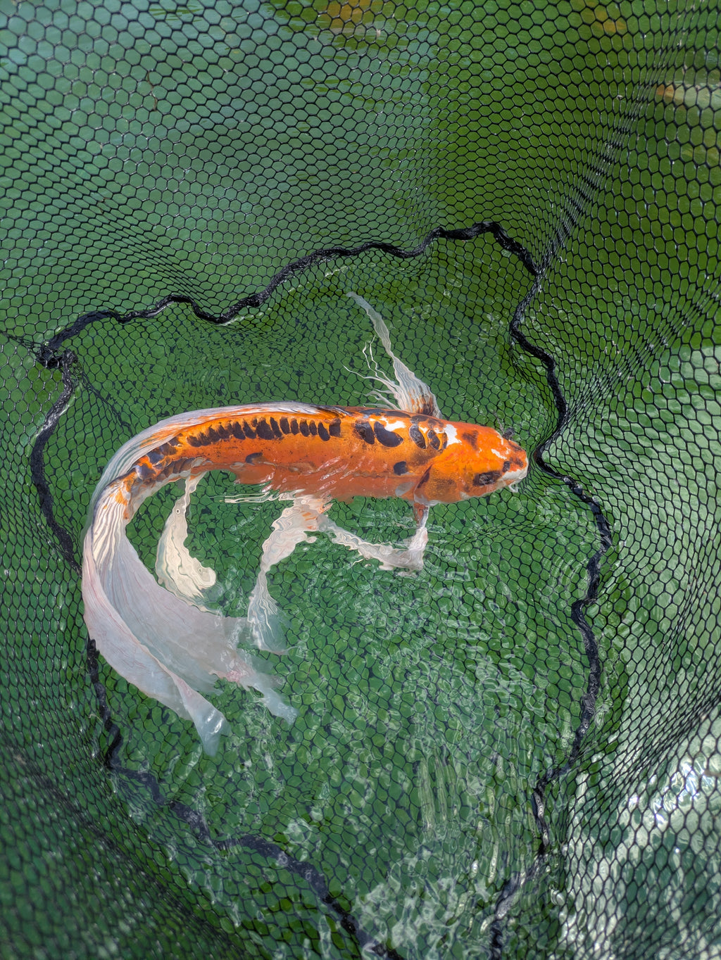 24" Jumbo Butterfly Koi Fish