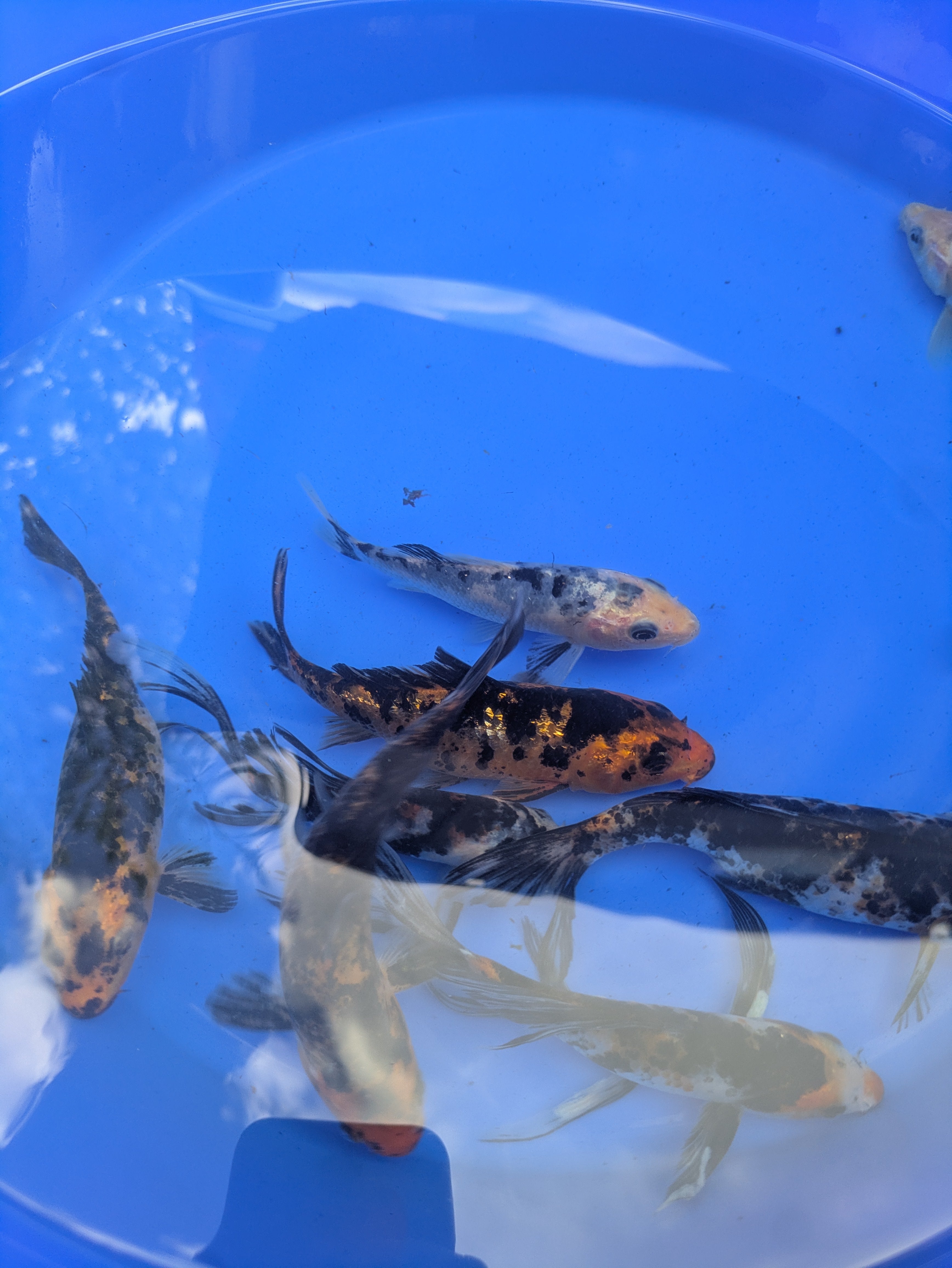 5"-6" Beginner Grade Koi Fish