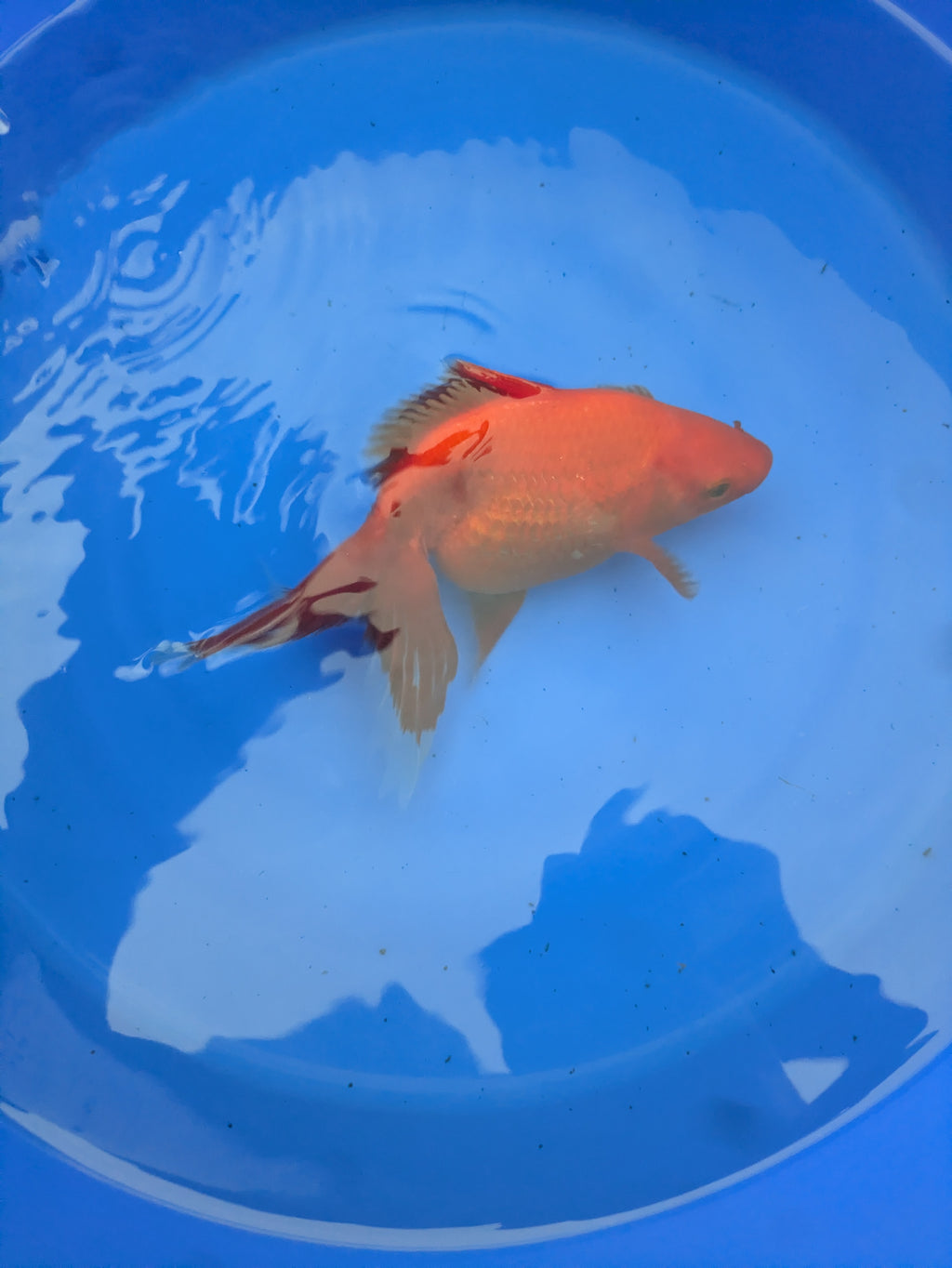 Large Fantail Goldfish