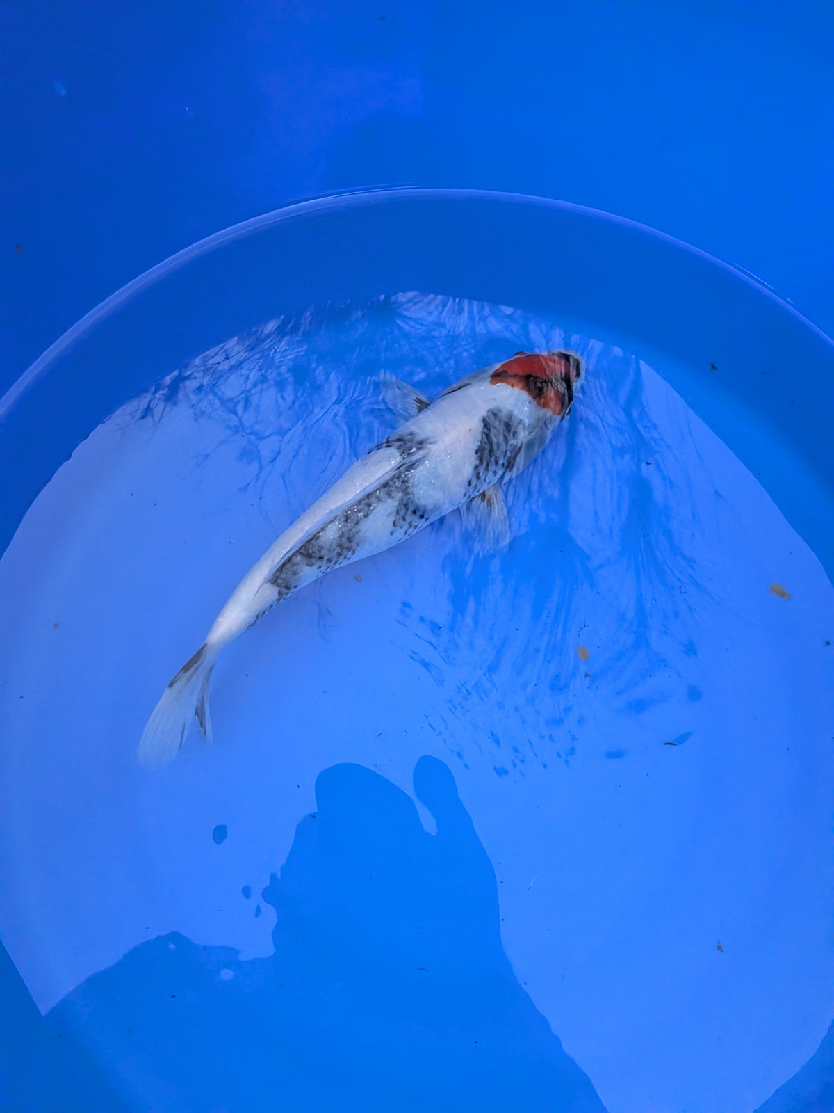 9" American Tancho Showa Koi Fish