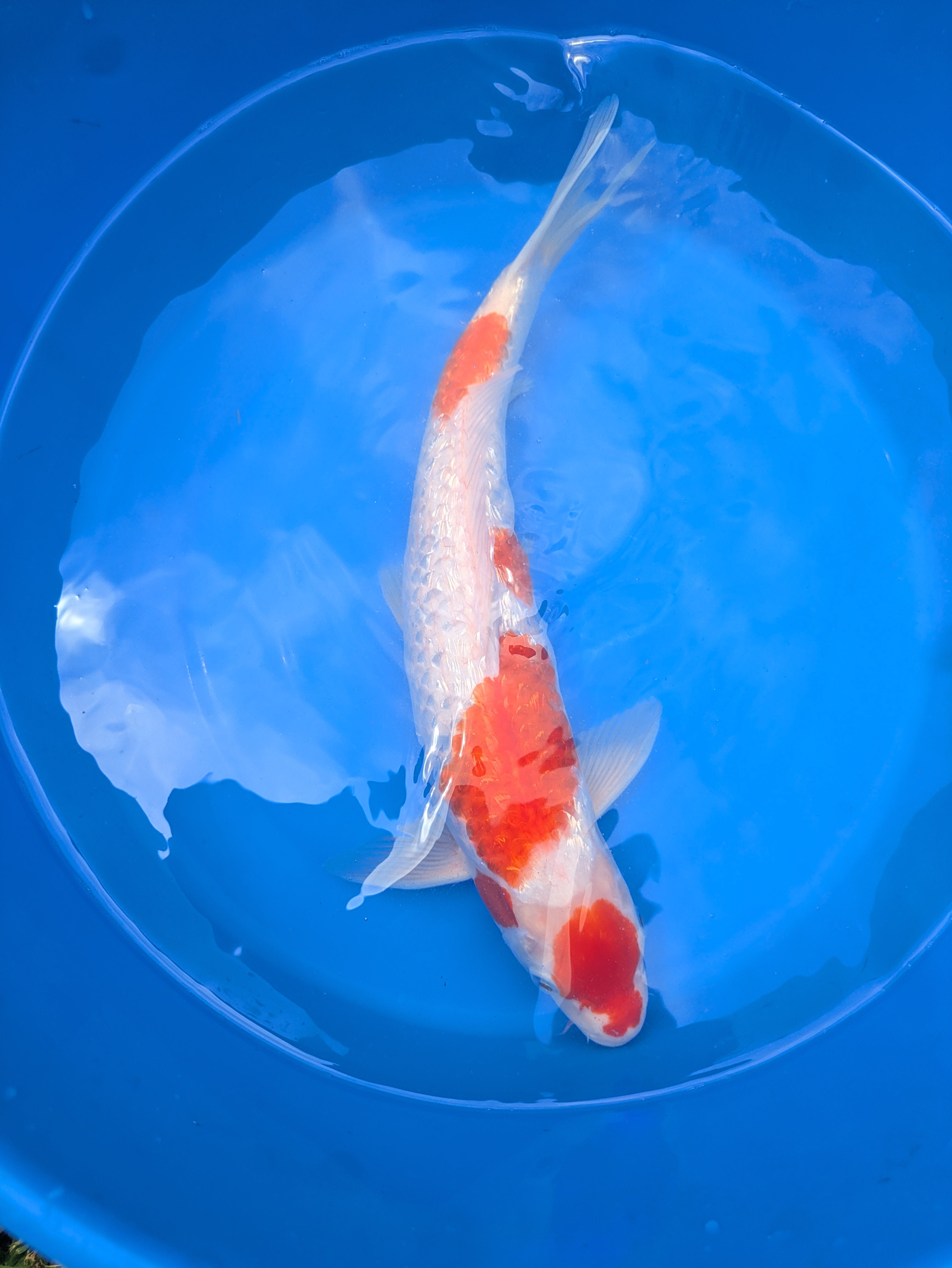 16-18" Imported Ginrin Kohaku Koi Fish