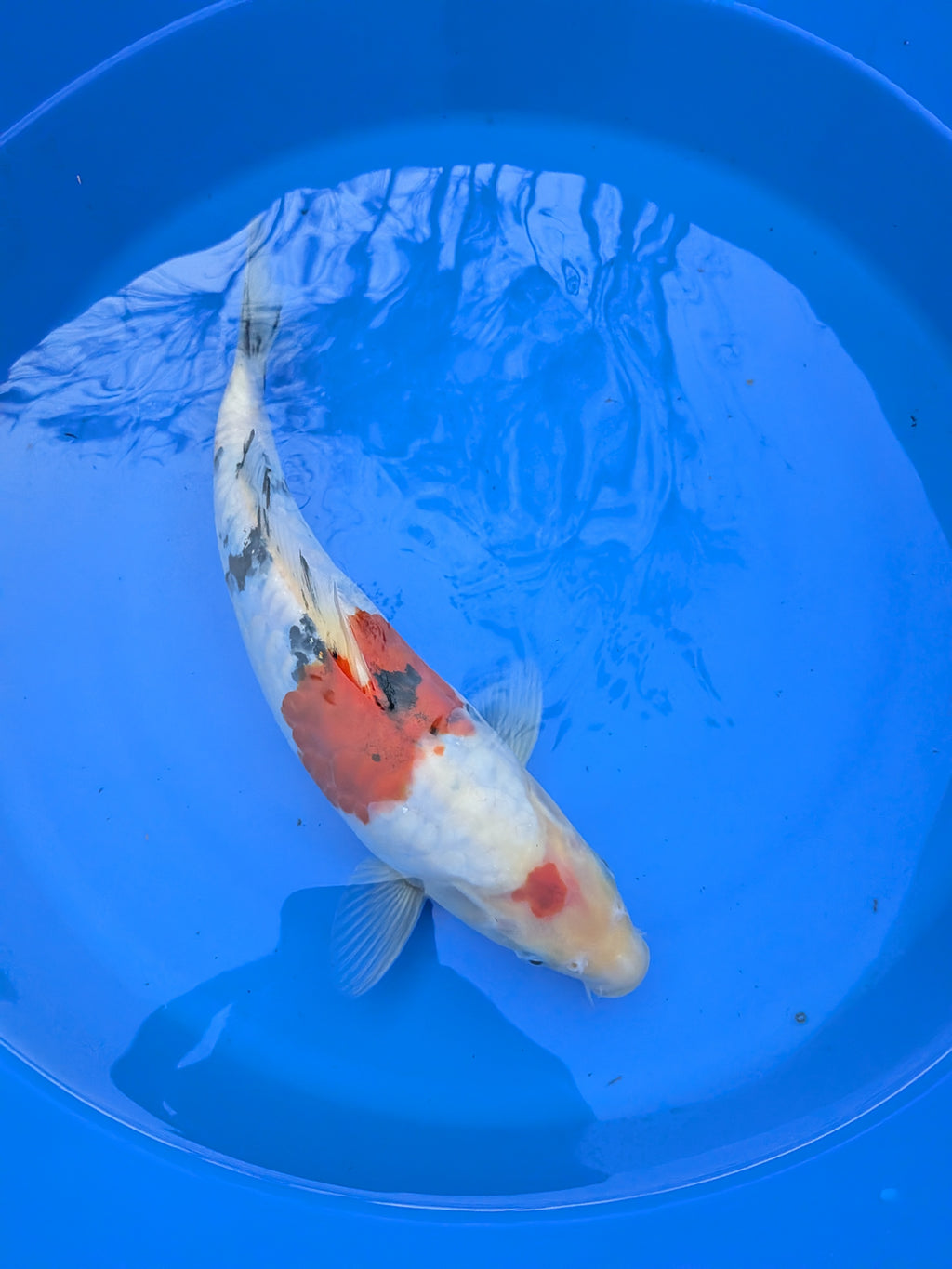 11" High Quality American Doitsui Sanke Koi Fish