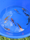 2"-3" Beginner Grade Koi Fish