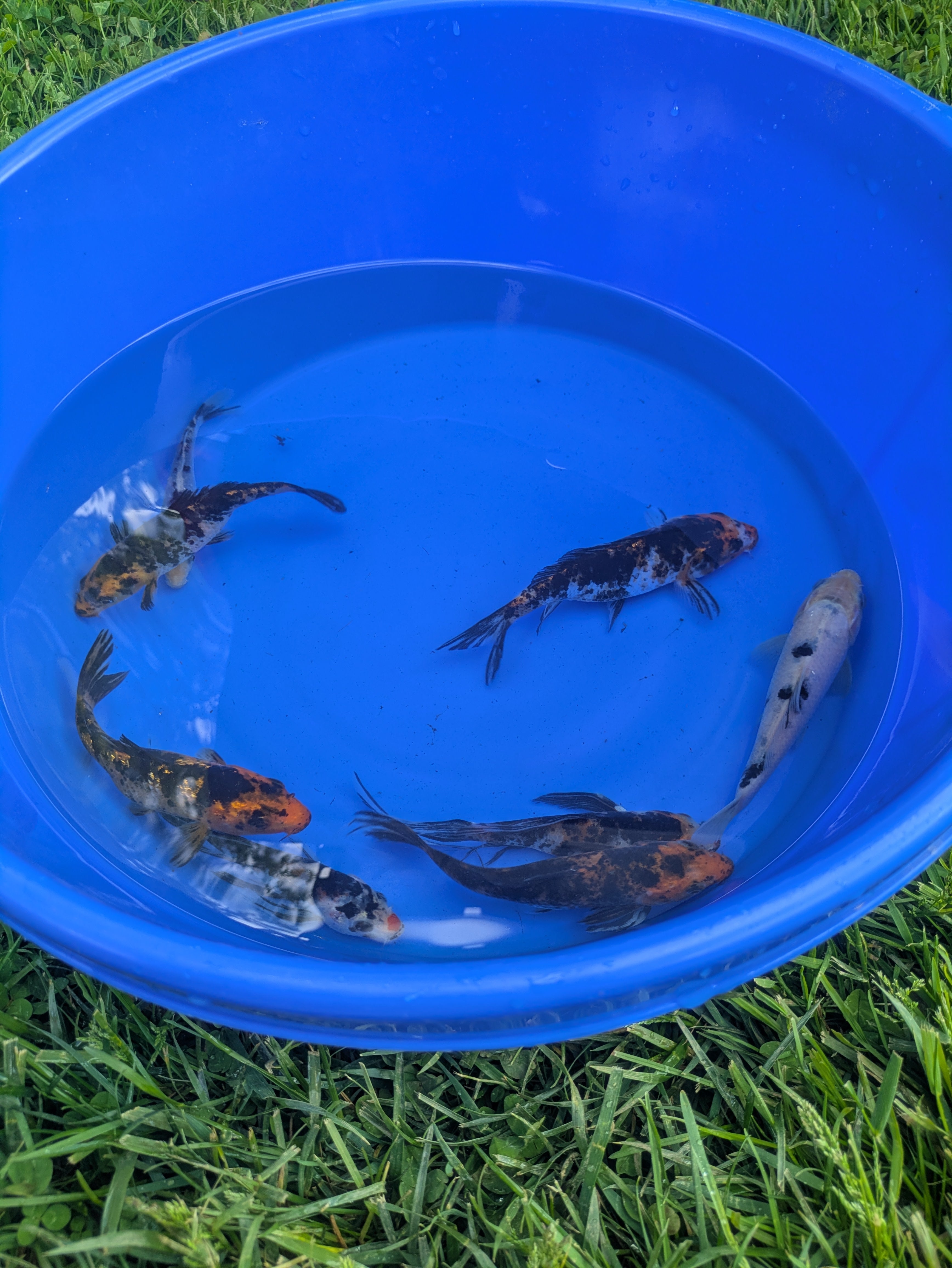 5"-6" Beginner Grade Koi Fish