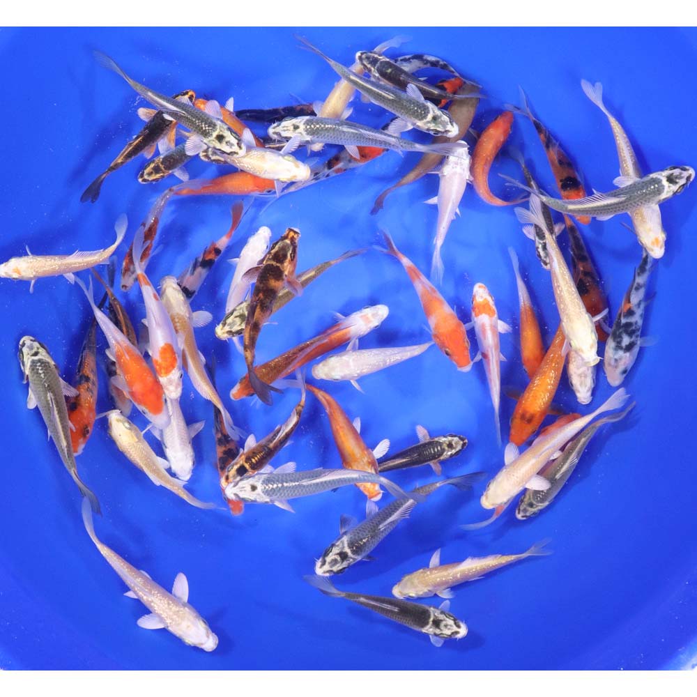 50 Imported Standard Grade 3"-4" Koi Fish Available by Shipping Only