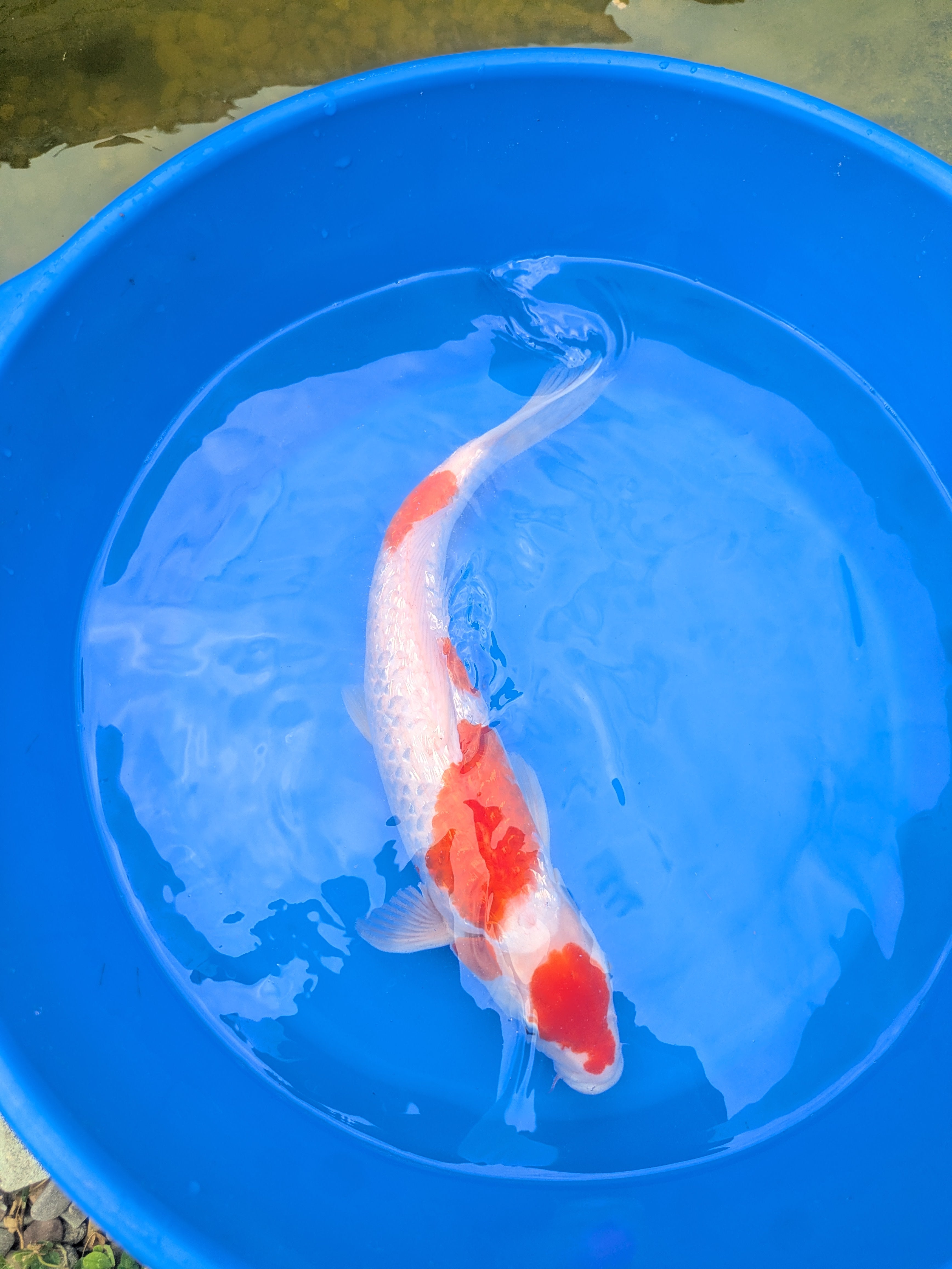 16-18" Imported Ginrin Kohaku Koi Fish