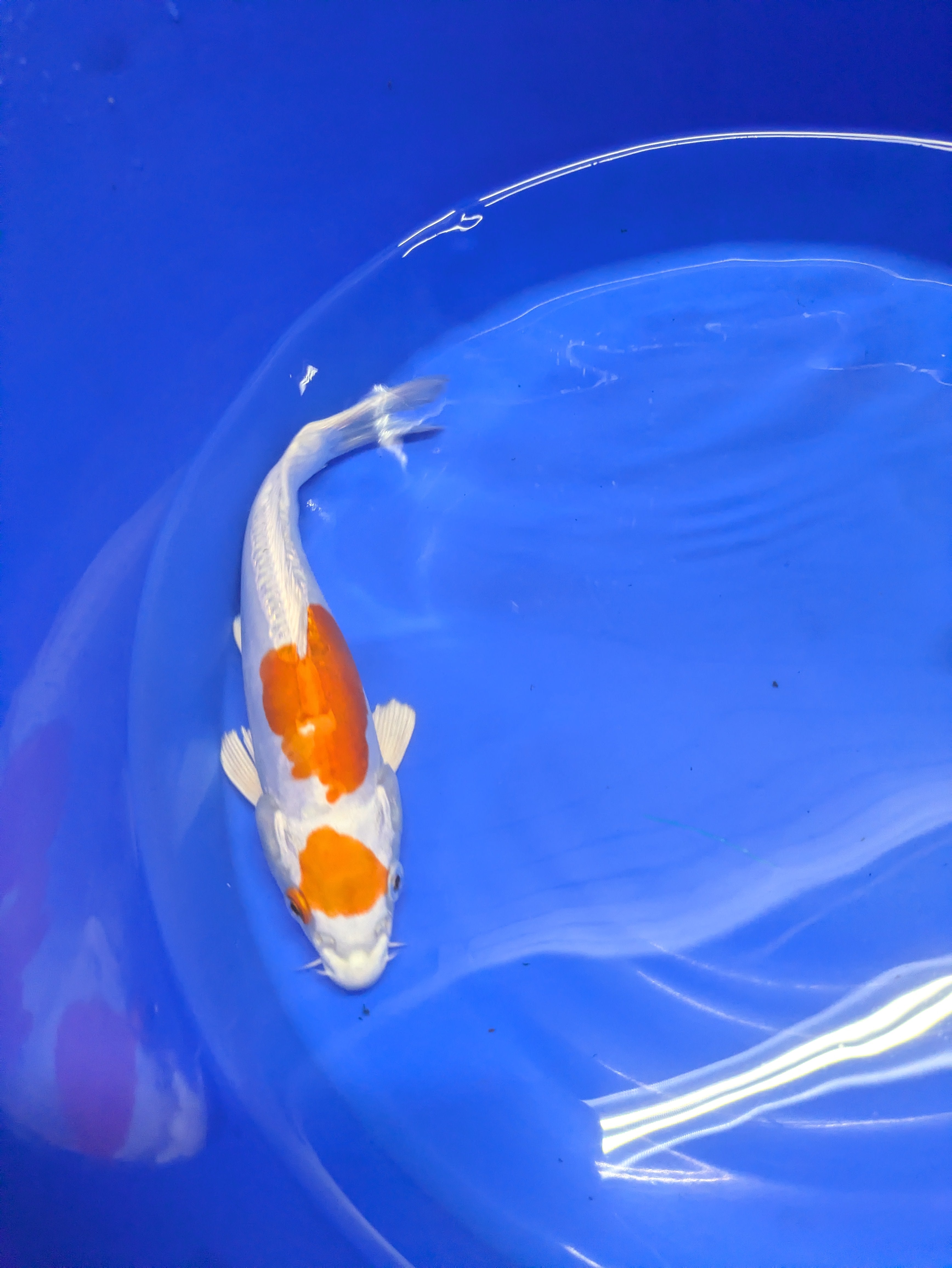 8-10" Koi Fish, High quality imported Doitsui tancho Koi fish!