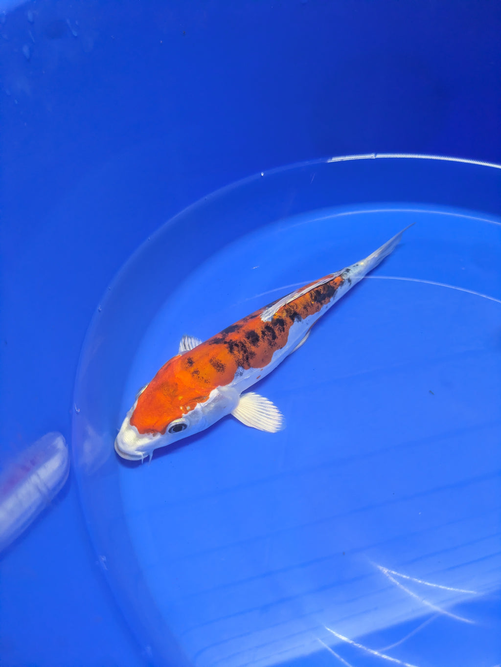 8-10" High quality imported Doitsui Koi Fish