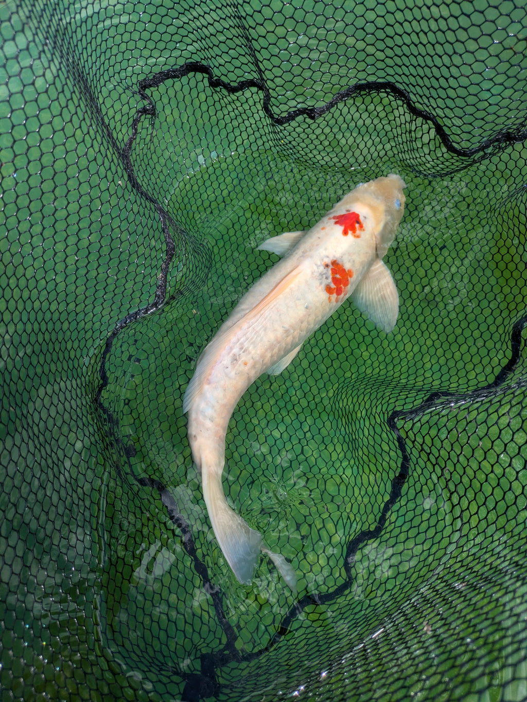 22" Jumbo Sanke Koi Fish