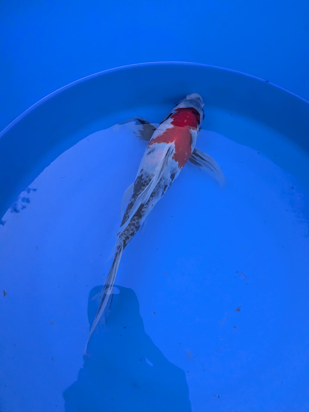 Japanese Imported Butterfly Showa Koi Fish