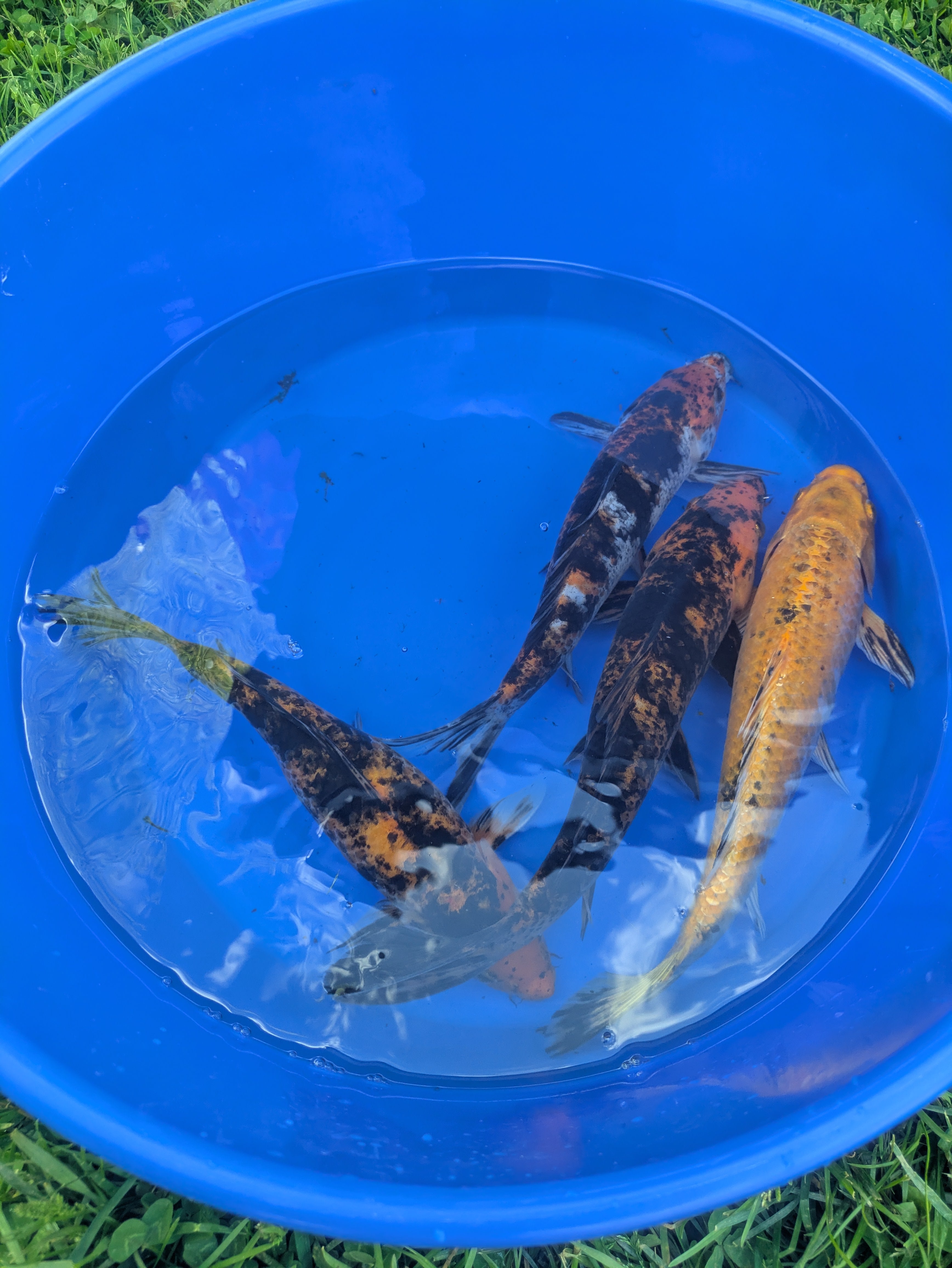 10"-12" Beginner Grade Koi Fish