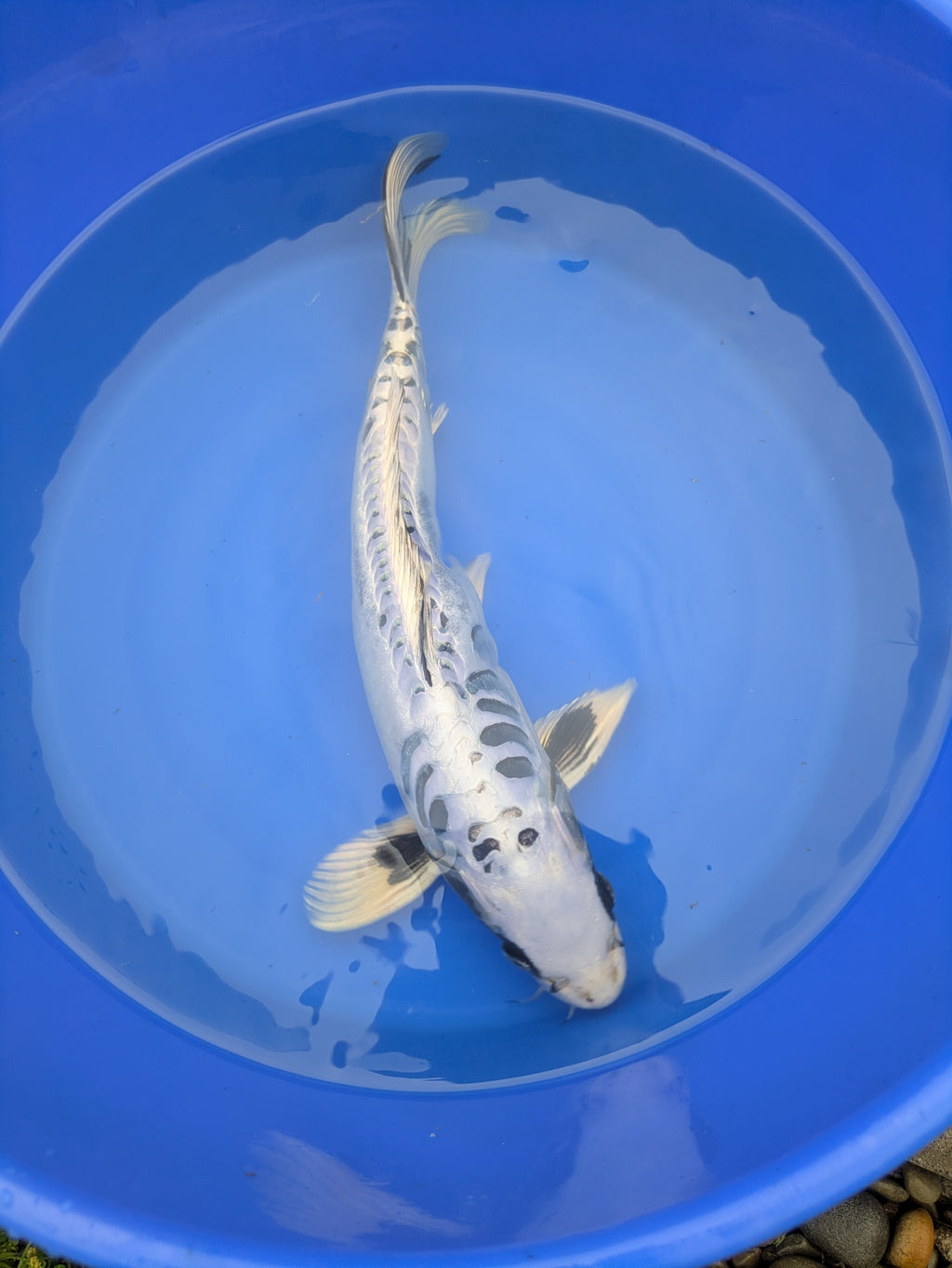 14-16" Imported Koi Fish