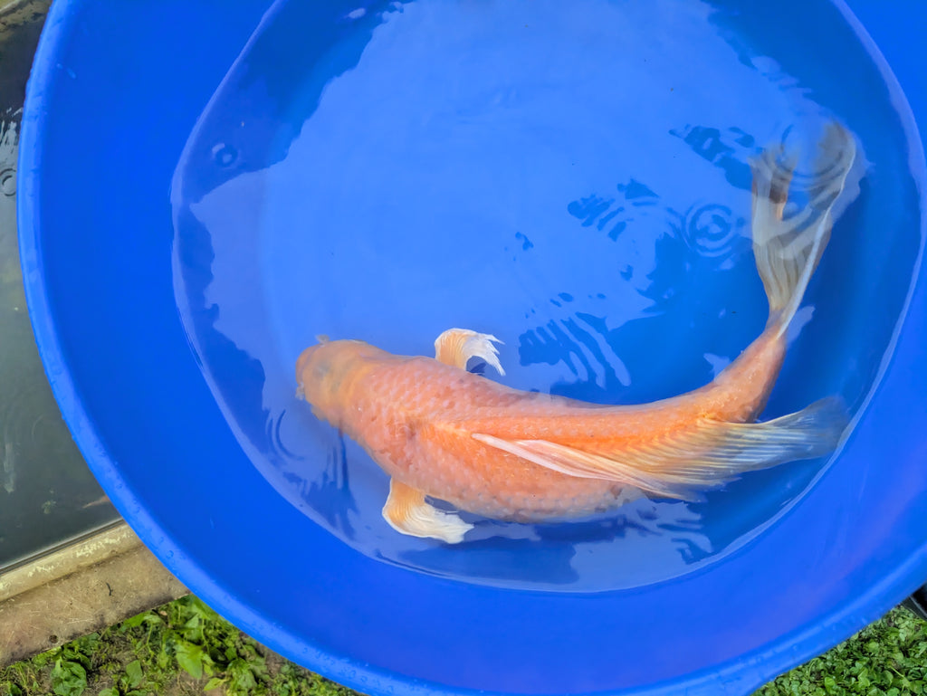 18" Butterfly Koi fish