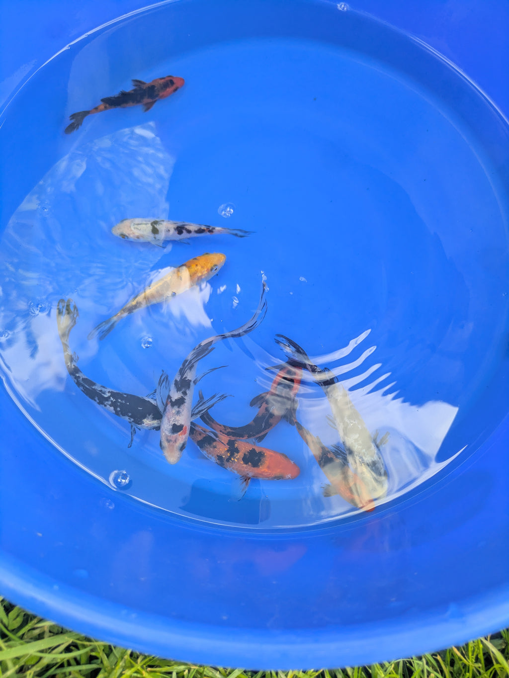 4"-5" Beginner Grade Koi Fish