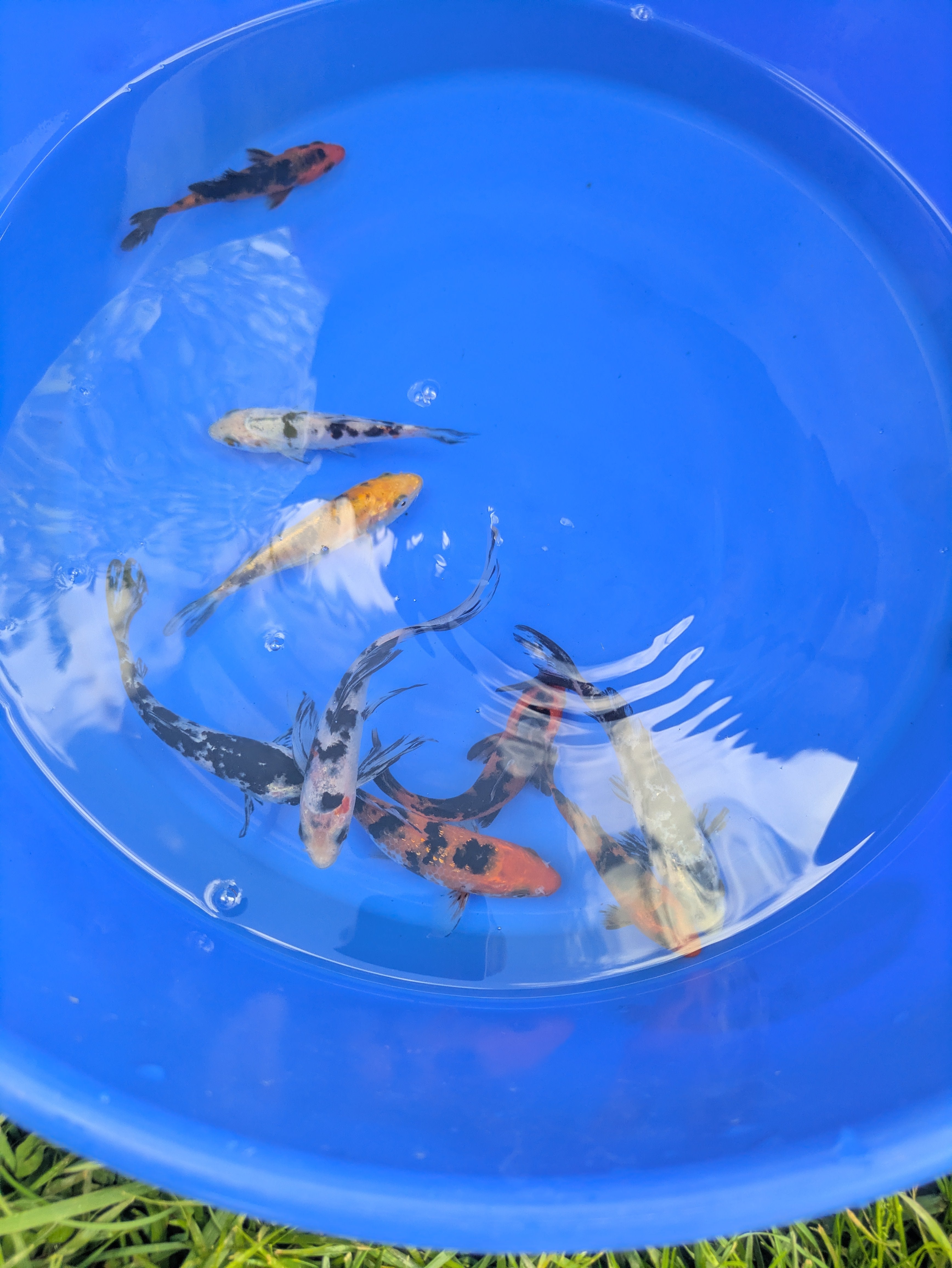4"-5" Beginner Grade Koi Fish