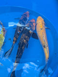 10"-12" Beginner Grade Koi Fish