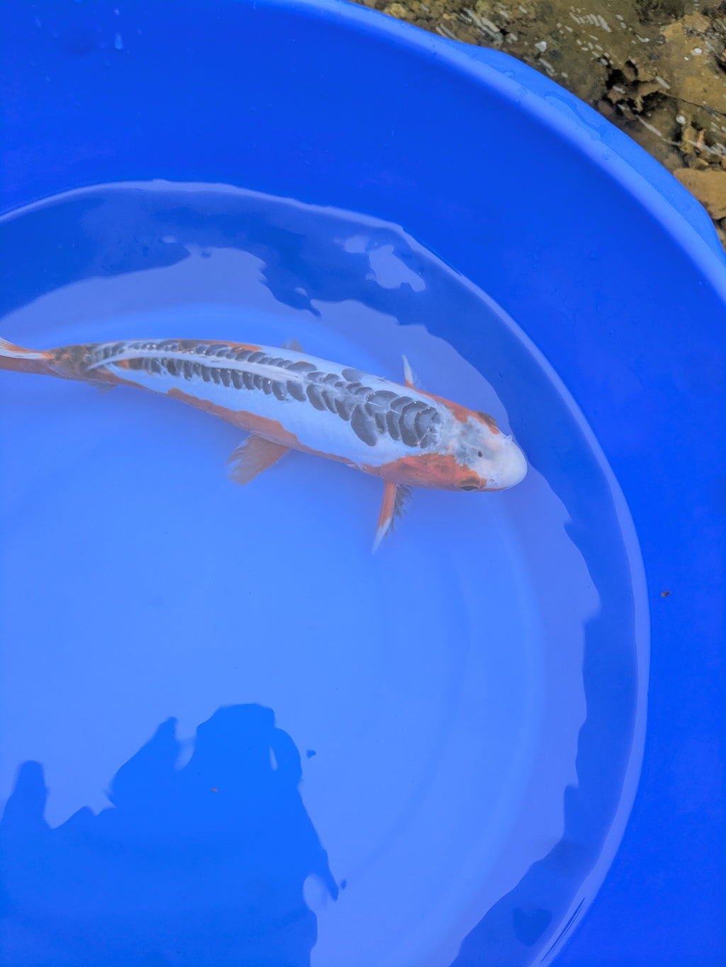 12" Premium Grade Shusui Koi fish